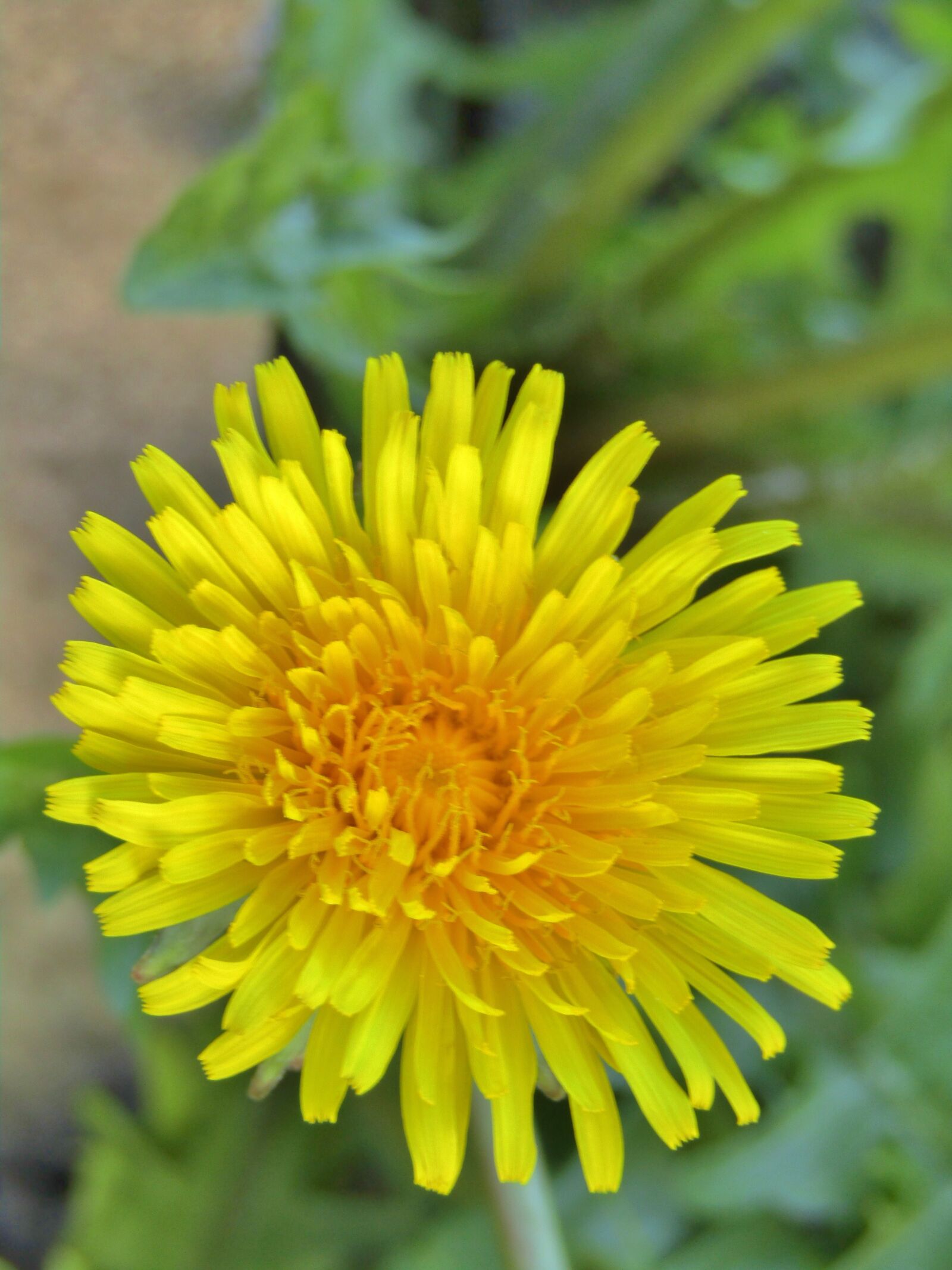 Canon POWERSHOT SX432 IS sample photo. Dandelion, close up, macro photography