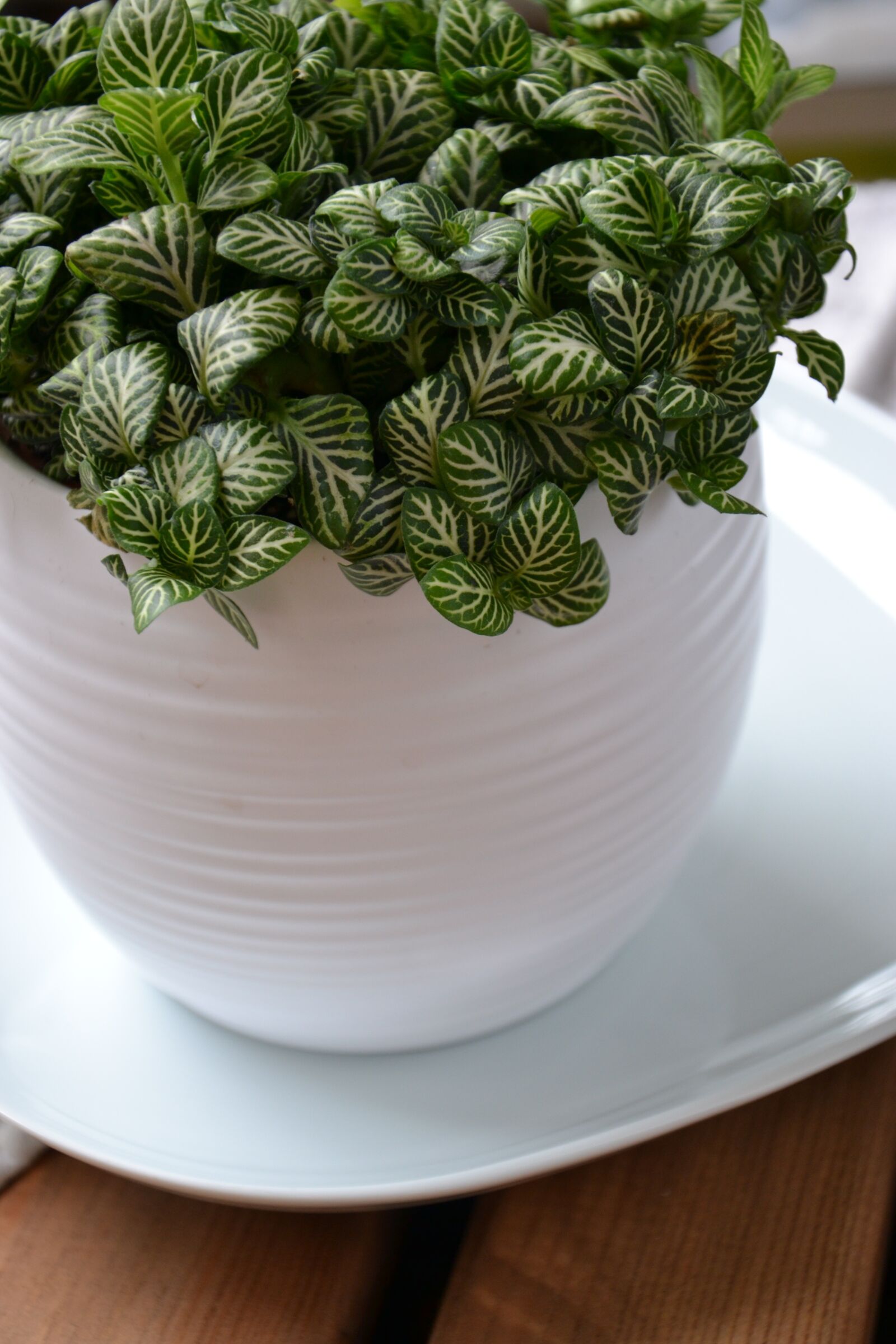 Nikon D3100 sample photo. Fittonia, houseplant, flower photography