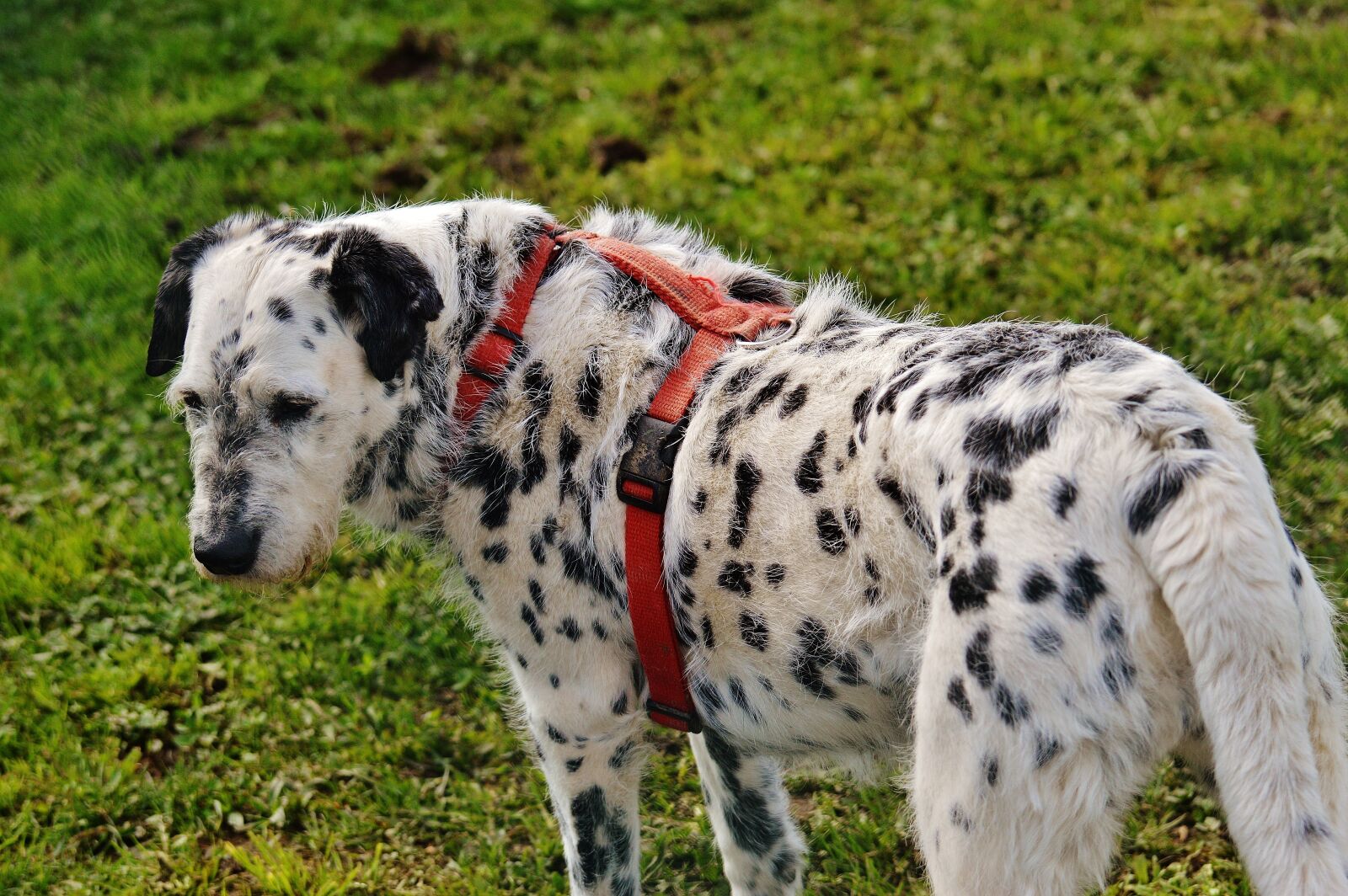 Nikon D3200 sample photo. Dog, animal, animal world photography