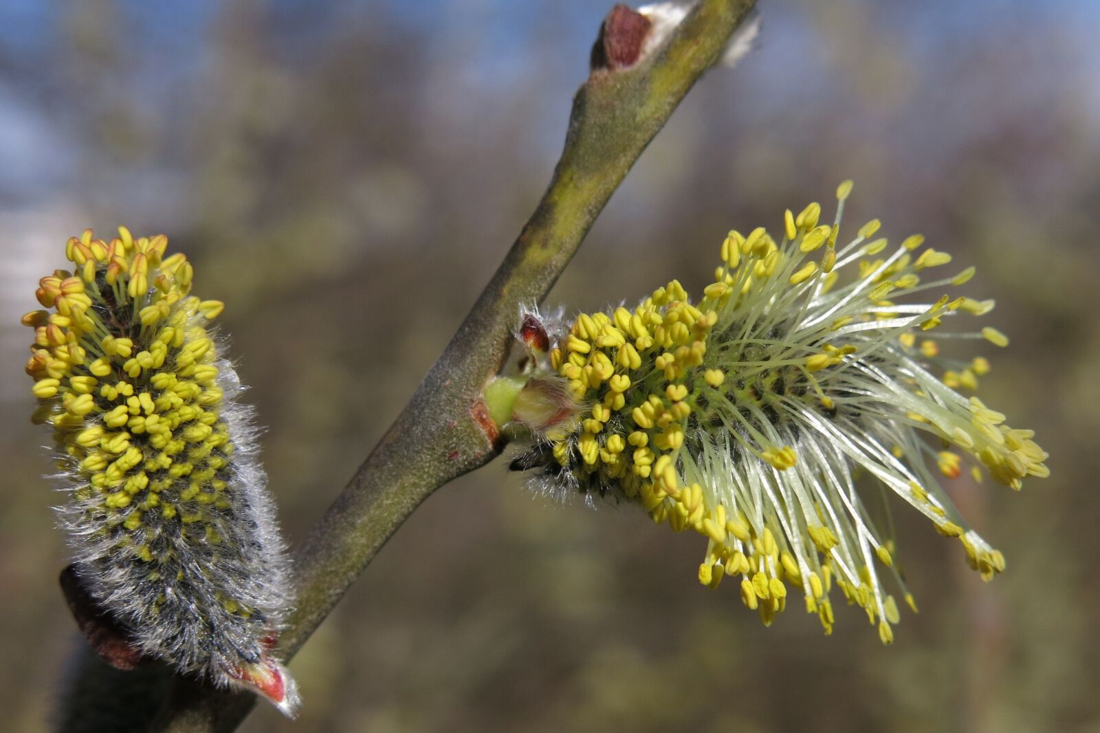 Canon PowerShot G15 sample photo. Willow catkin, blossom, bloom photography