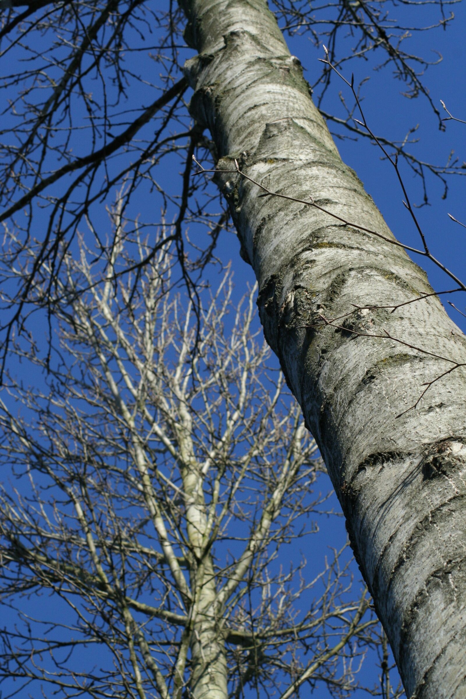 Canon EOS 350D (EOS Digital Rebel XT / EOS Kiss Digital N) sample photo. Tree, nature, trunk photography