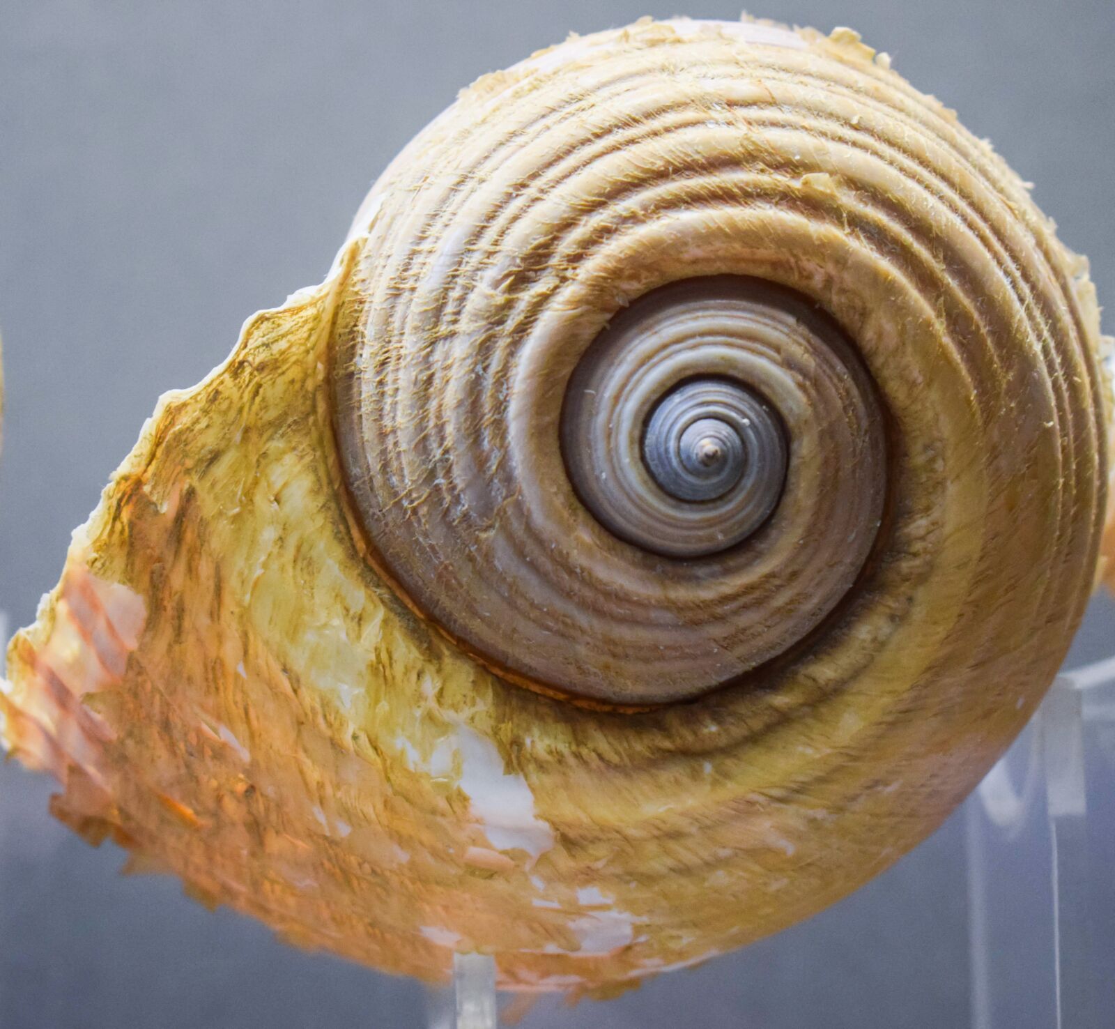 Nikon D3300 sample photo. Shell, nature, seashell photography
