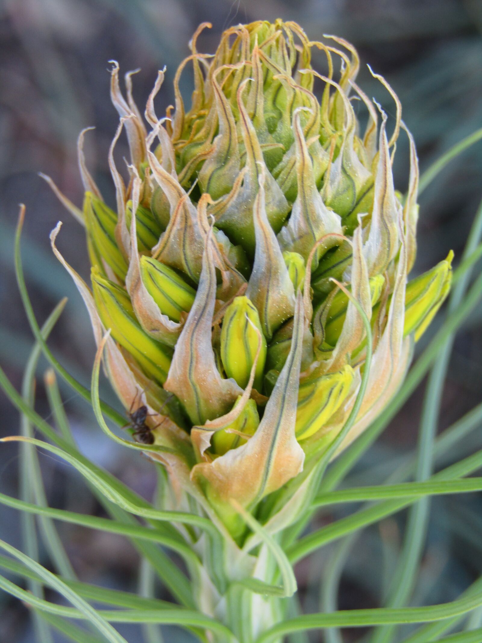 Canon POWERSHOT SX432 IS sample photo. Goldwurz, asphodeline lutea, flower photography