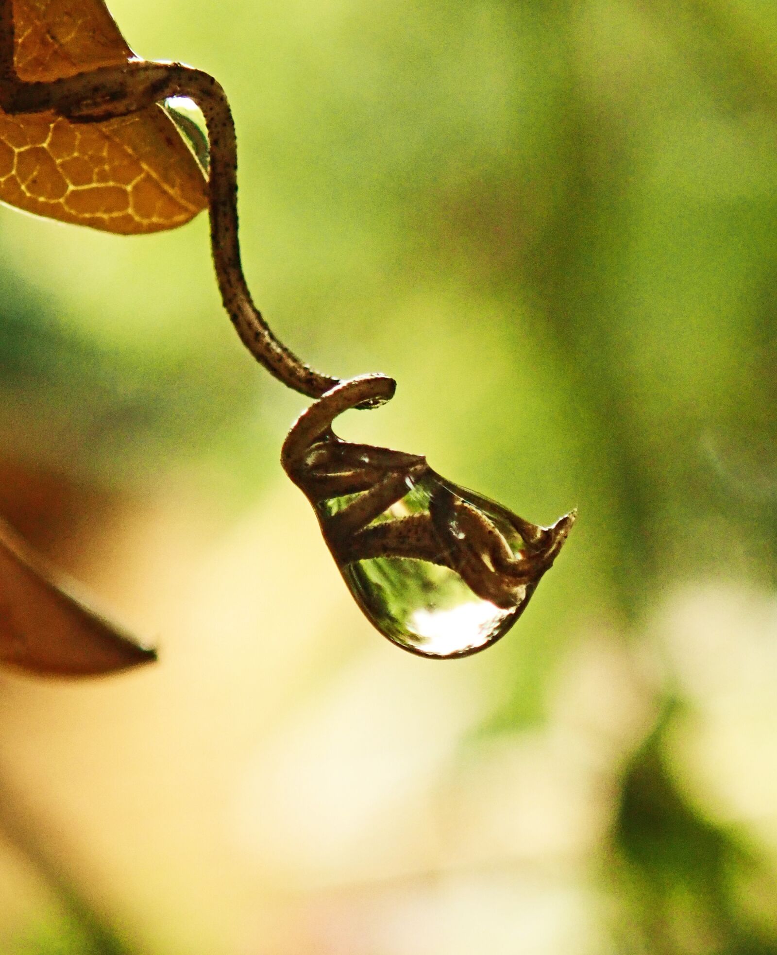 Olympus TG-5 sample photo. Vine, tendril, water drop photography