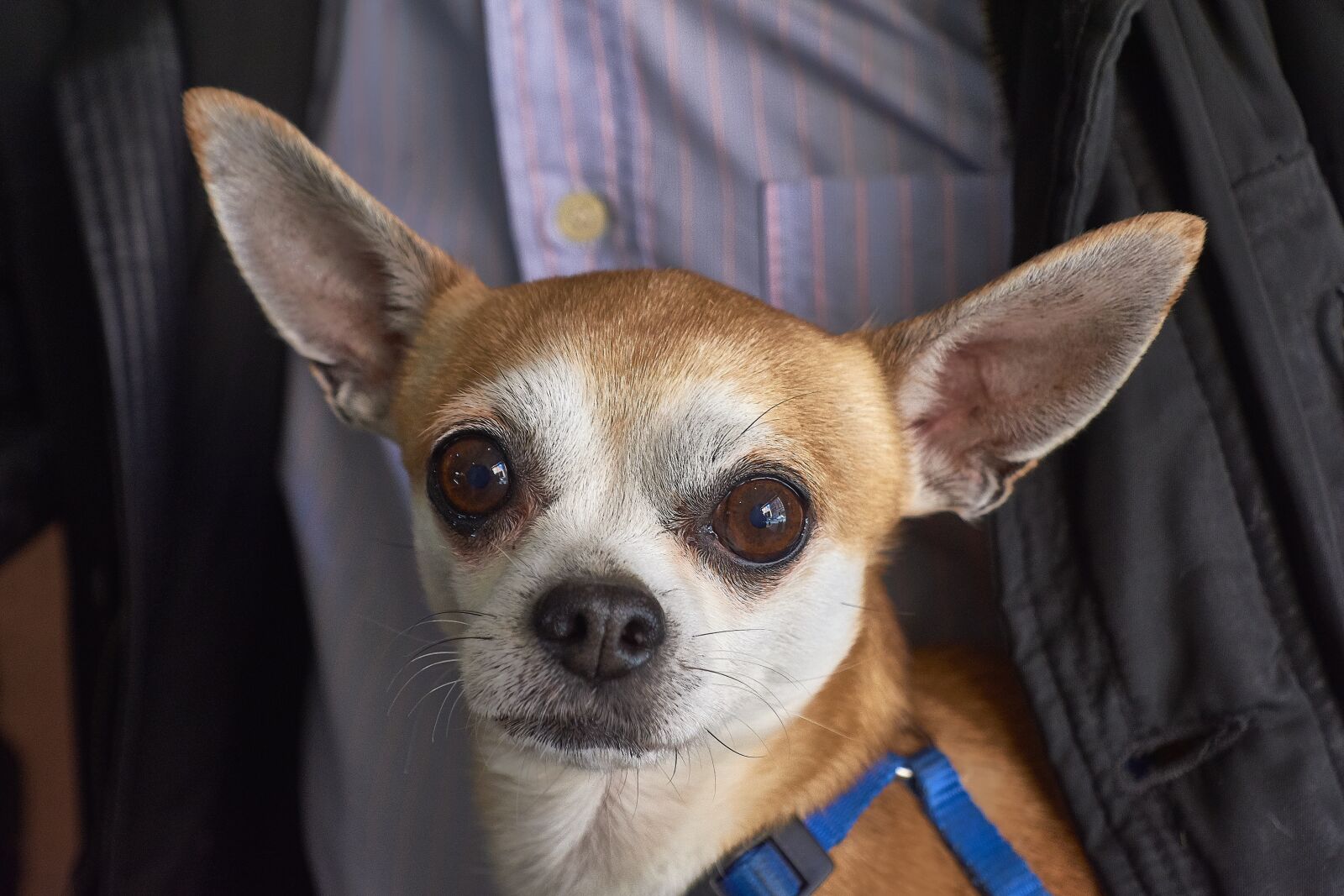 Nikon D7200 sample photo. Can, dog, pet photography