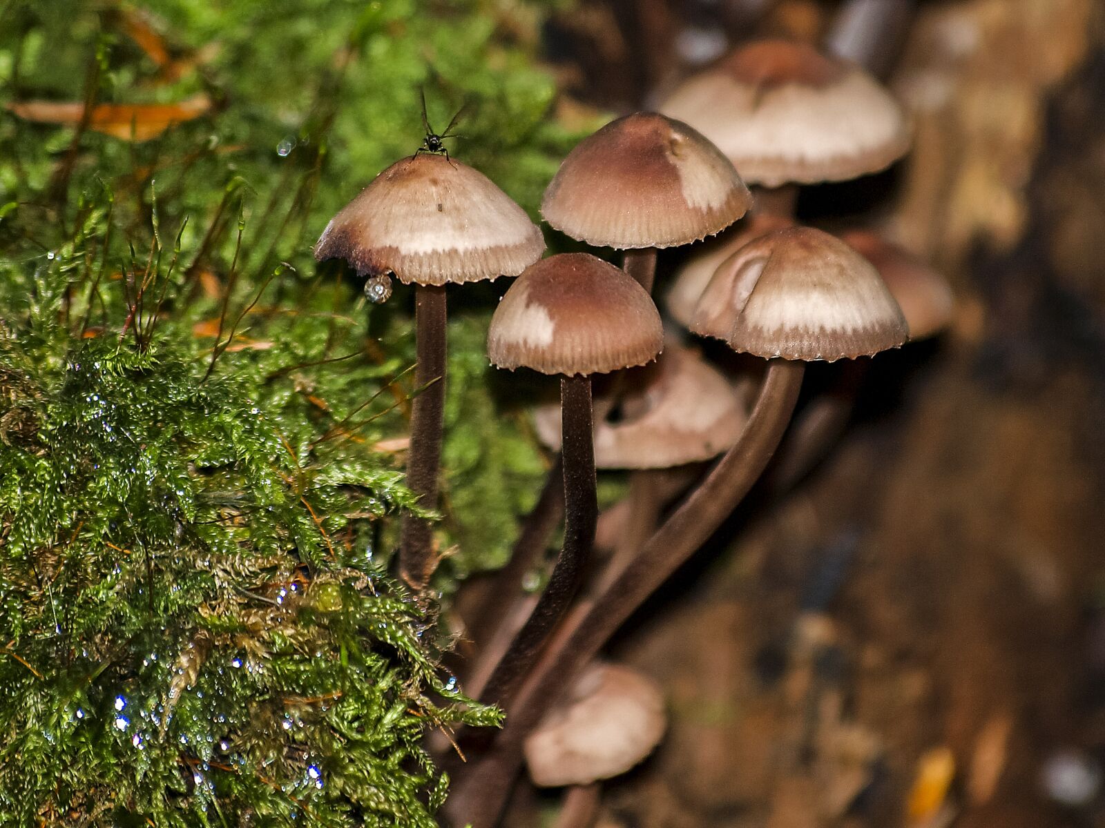 Olympus E-3 sample photo. Mushroom, forest, autumn photography