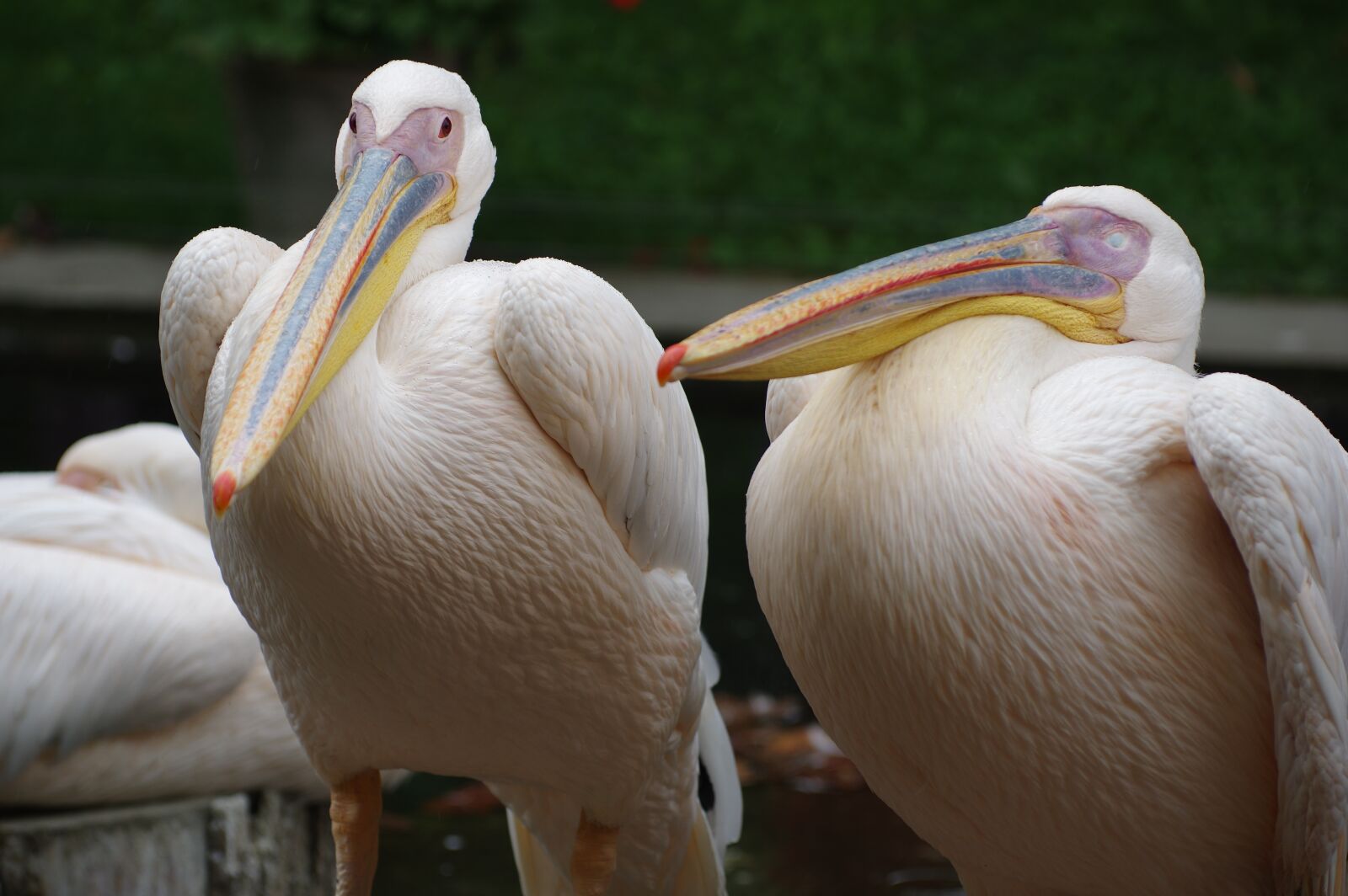 Pentax K-3 sample photo. Pelikan, zoo, bird photography