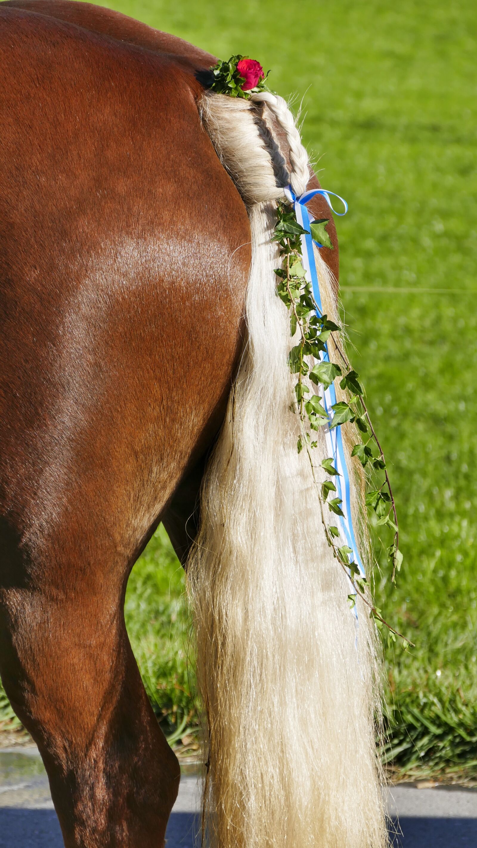 Panasonic Lumix DMC-FZ1000 sample photo. Horse, animal, nature photography