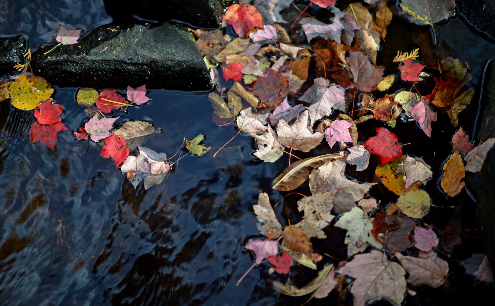 Nikon D4 sample photo. Leaf, leaves, autumn photography