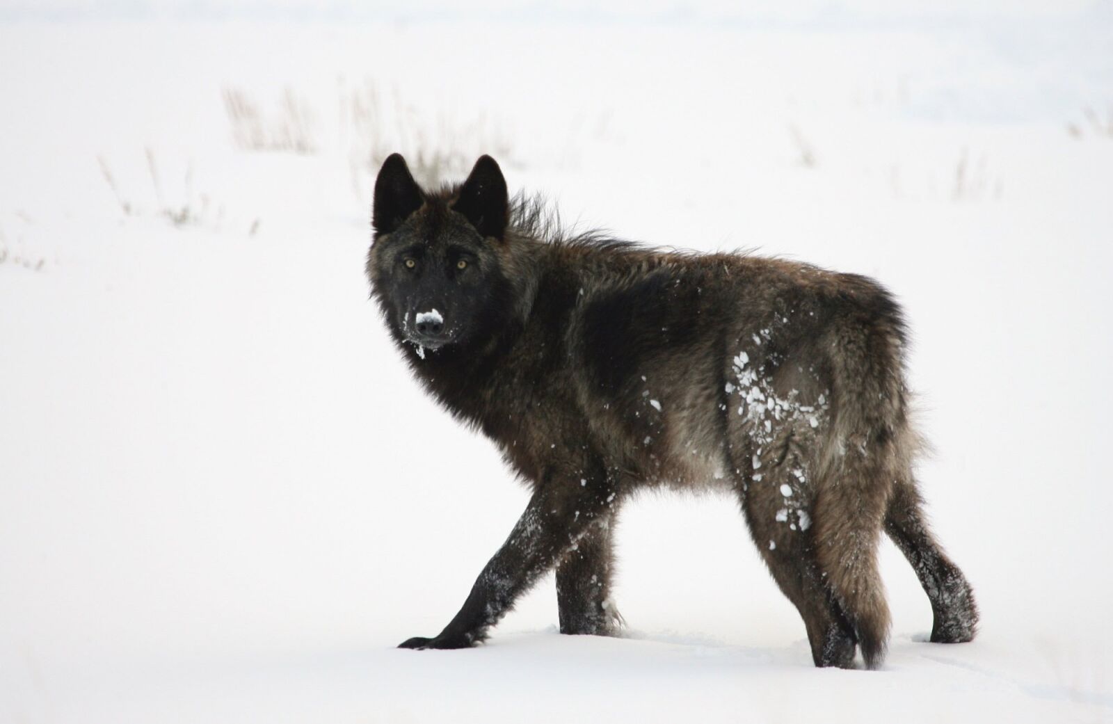 Canon EOS-1D Mark II N sample photo. Wolf, black, grey photography