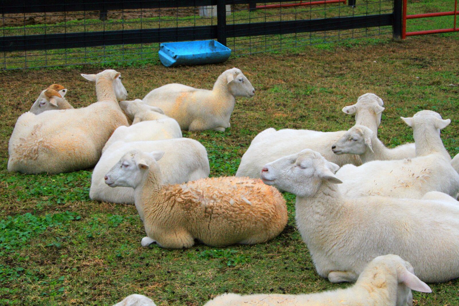 Canon EOS 400D (EOS Digital Rebel XTi / EOS Kiss Digital X) sample photo. Sheep, farm, lamb photography