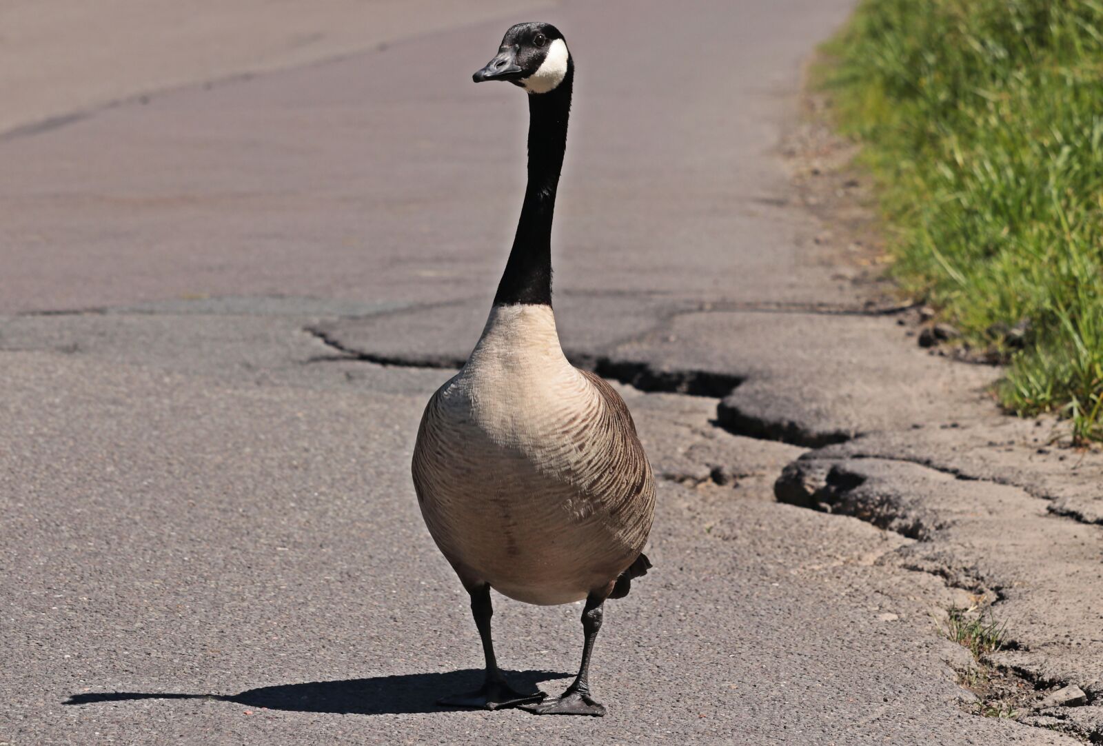 Canon EOS 80D sample photo. Goose, wild goose, bird photography