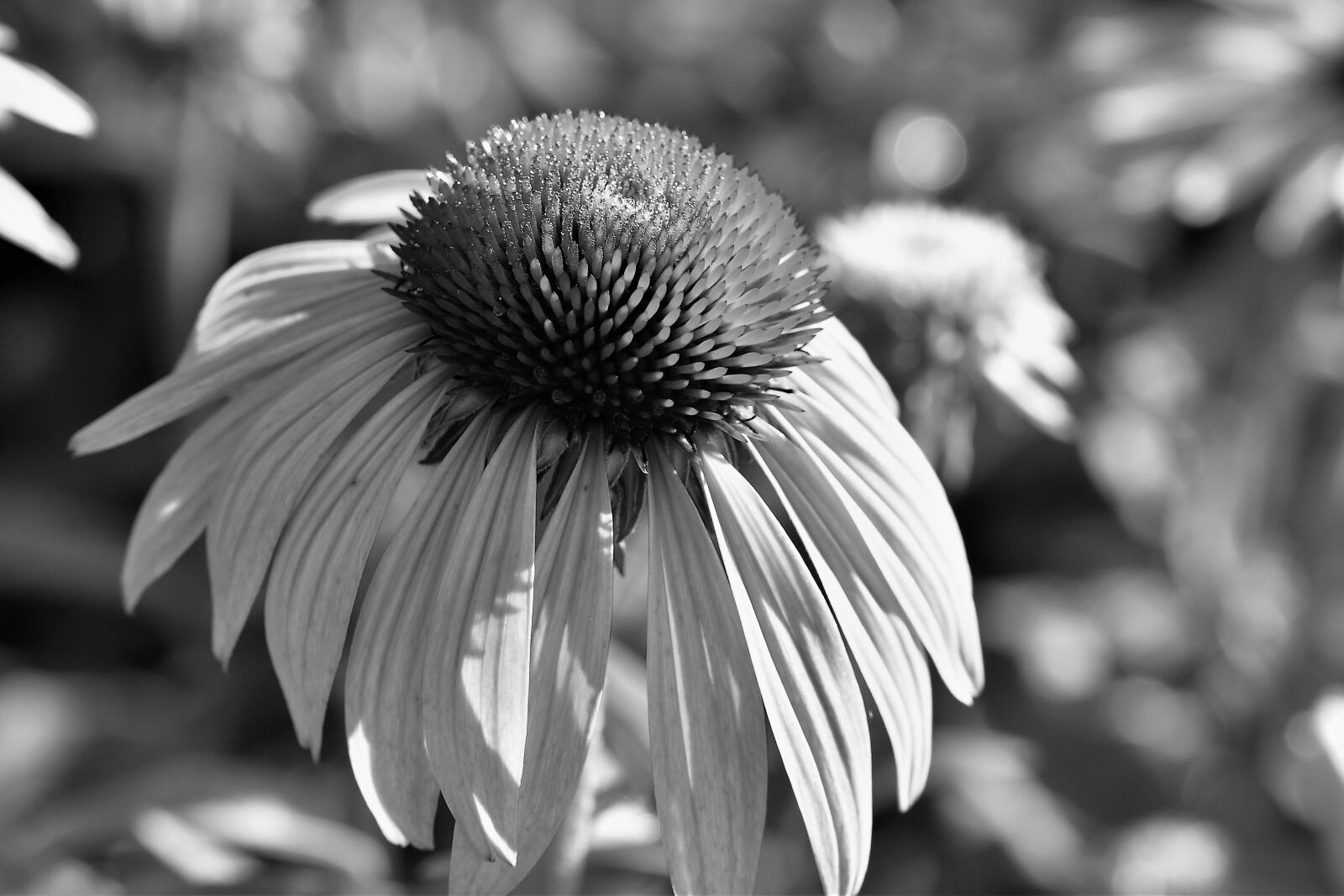 Nikon D5500 sample photo. Black and white, plant photography