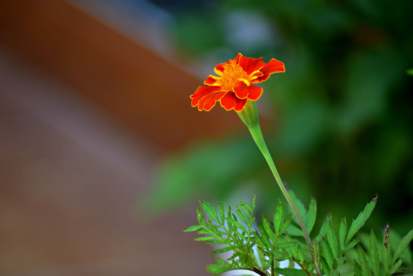 Nikon D5300 sample photo. Summer flower, flower flower photography