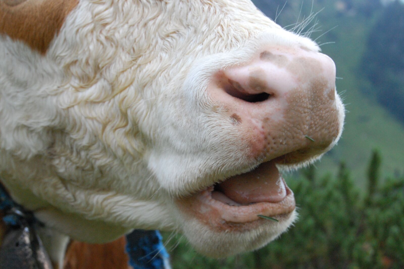 Nikon D40 sample photo. Cow, foot, cow-mouth photography