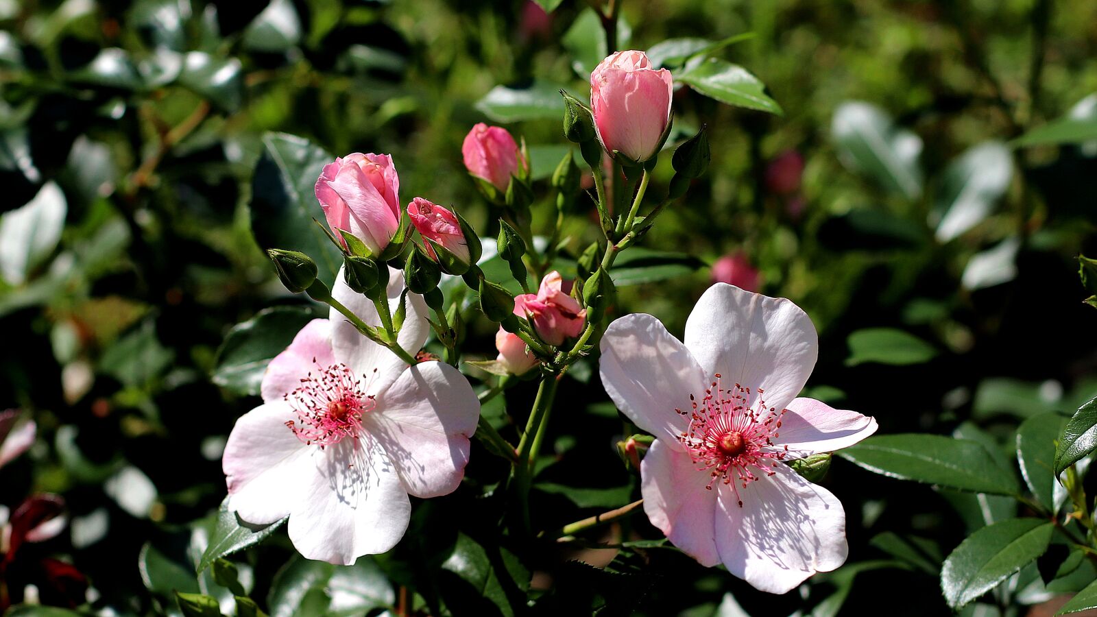 Canon EF 50mm F1.4 USM sample photo. Roses, flowers, pink photography