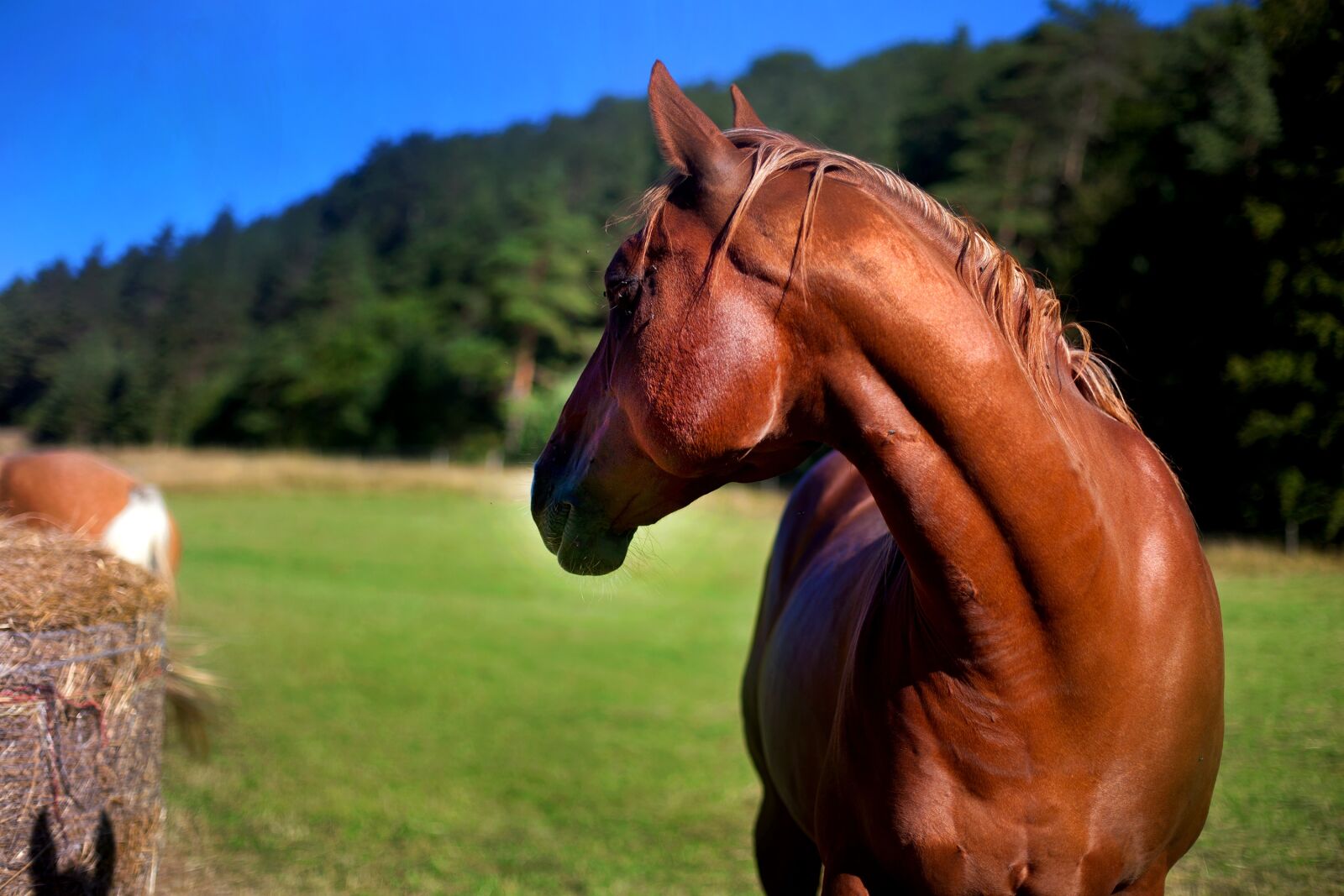 Canon EOS 5D Mark II sample photo. Horse, stallion, mare photography
