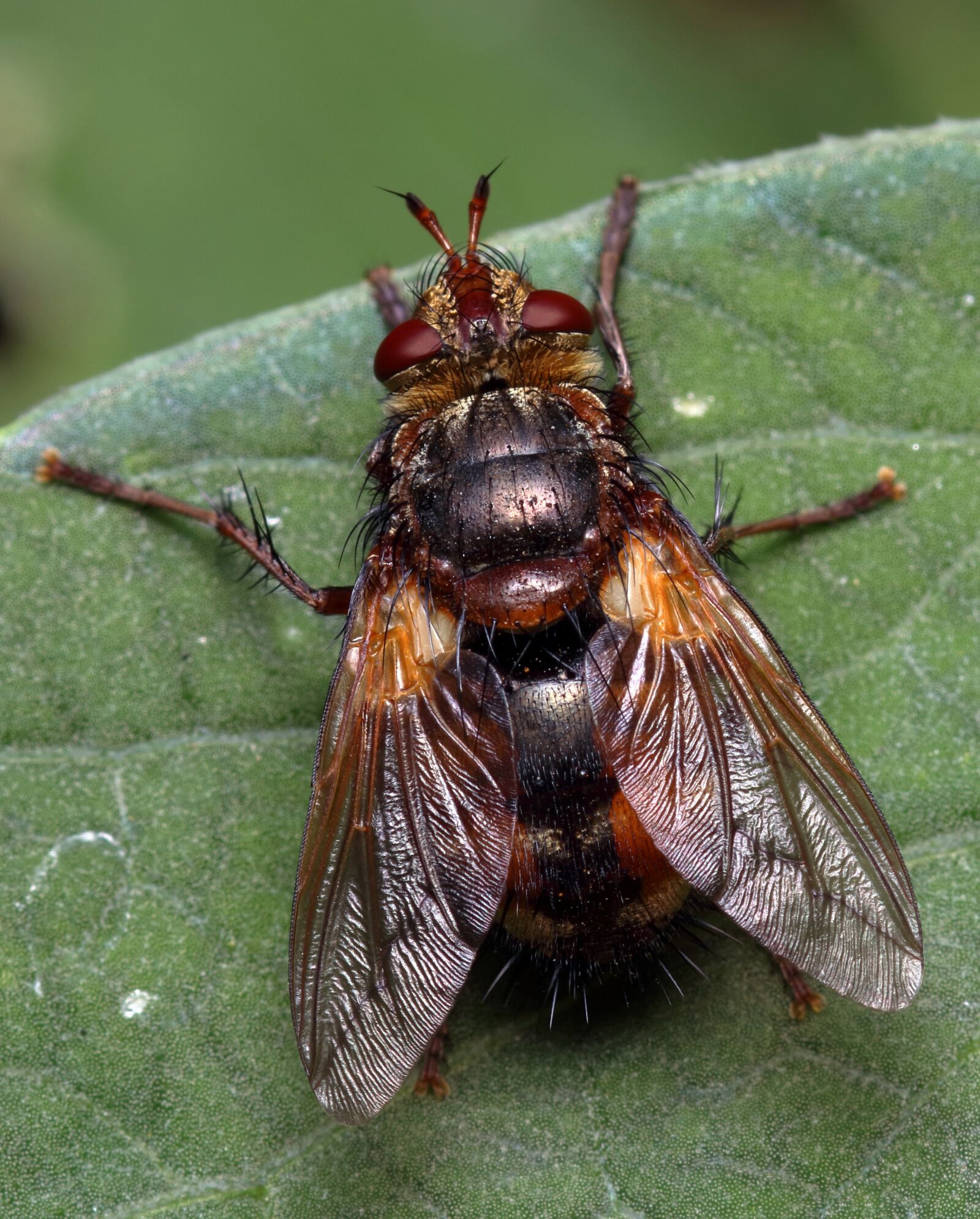 Canon EOS 80D sample photo. Tachinid fly, insect, tachinidae photography