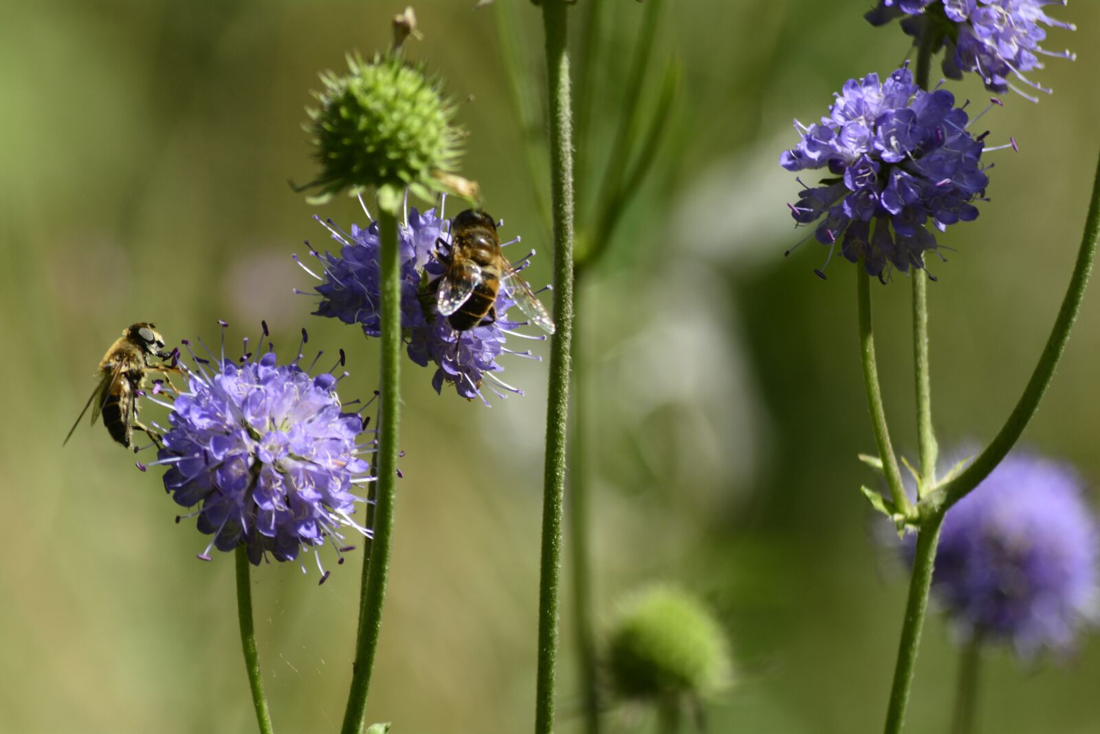 Nikon D7100 sample photo. Flower, nature, plant photography