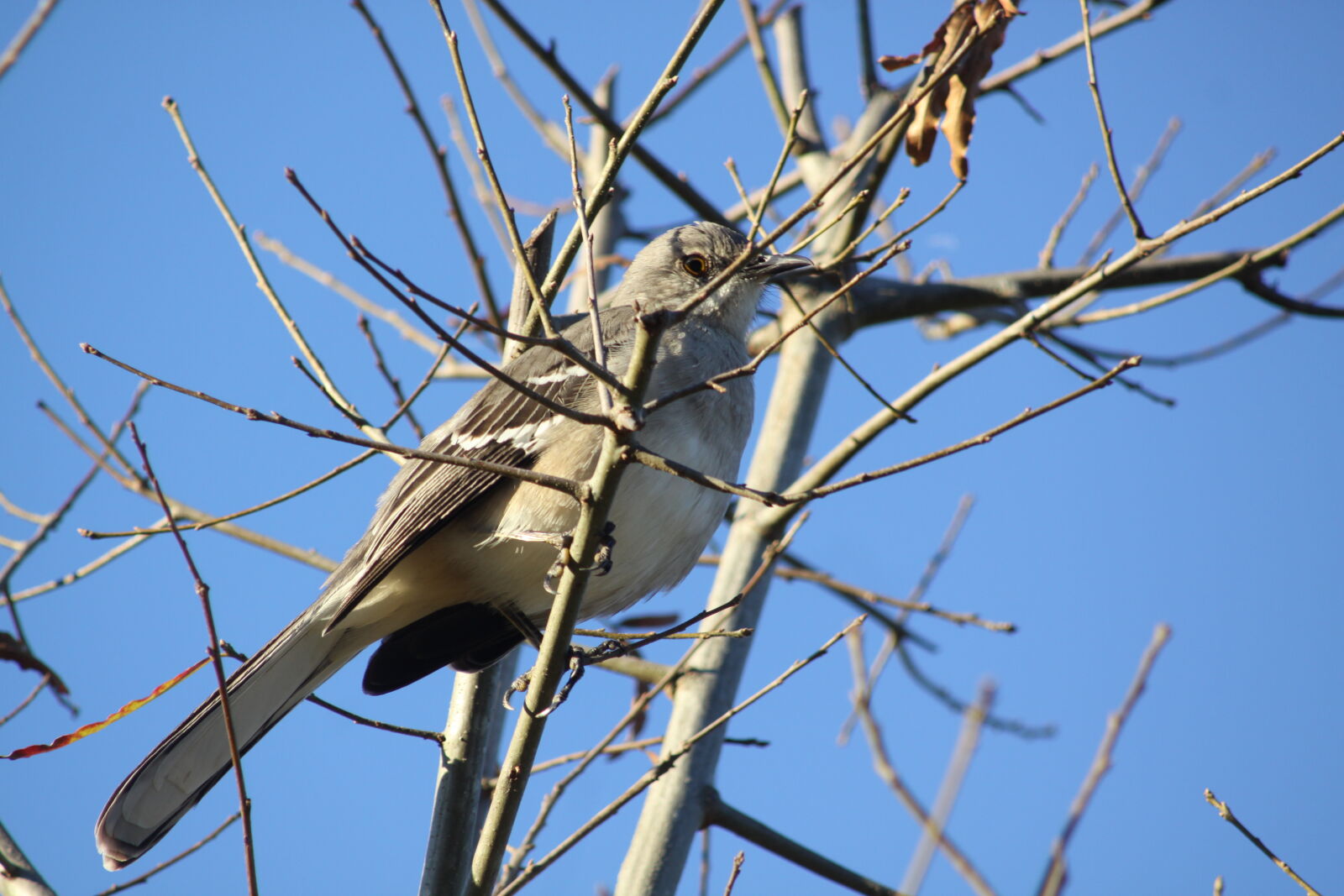 Canon EOS 50D sample photo