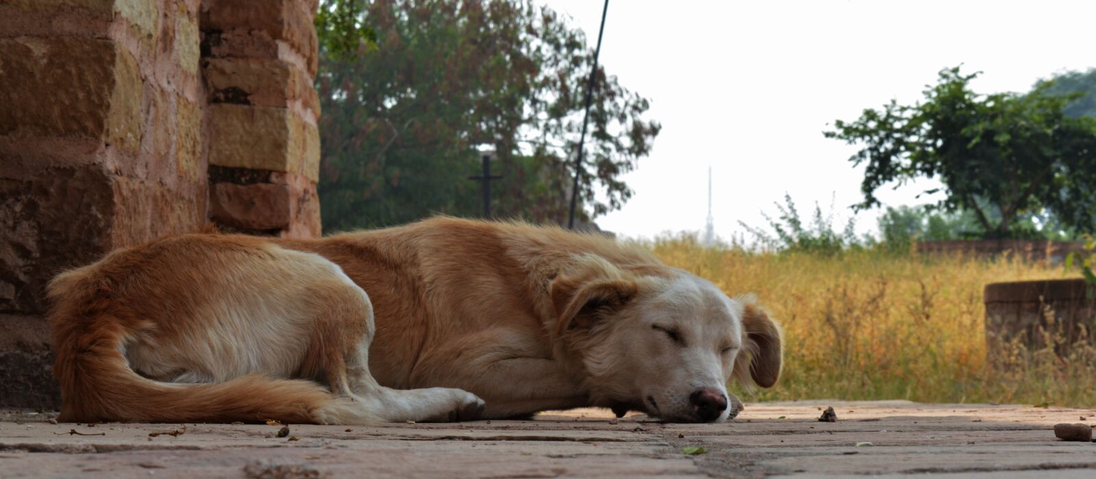 Nikon D5200 sample photo. Dog, animal, sleep photography
