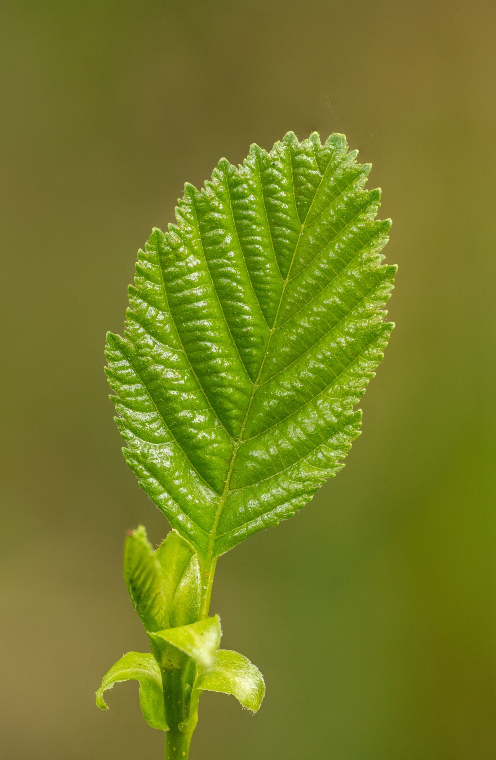Nikon D850 sample photo. Green, sheet, spring photography