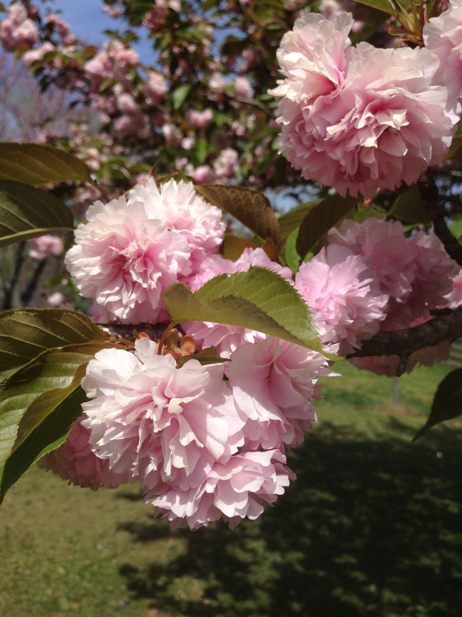 iPhone 5 back camera 4.12mm f/2.4 sample photo. Flowers, springtime, tree photography