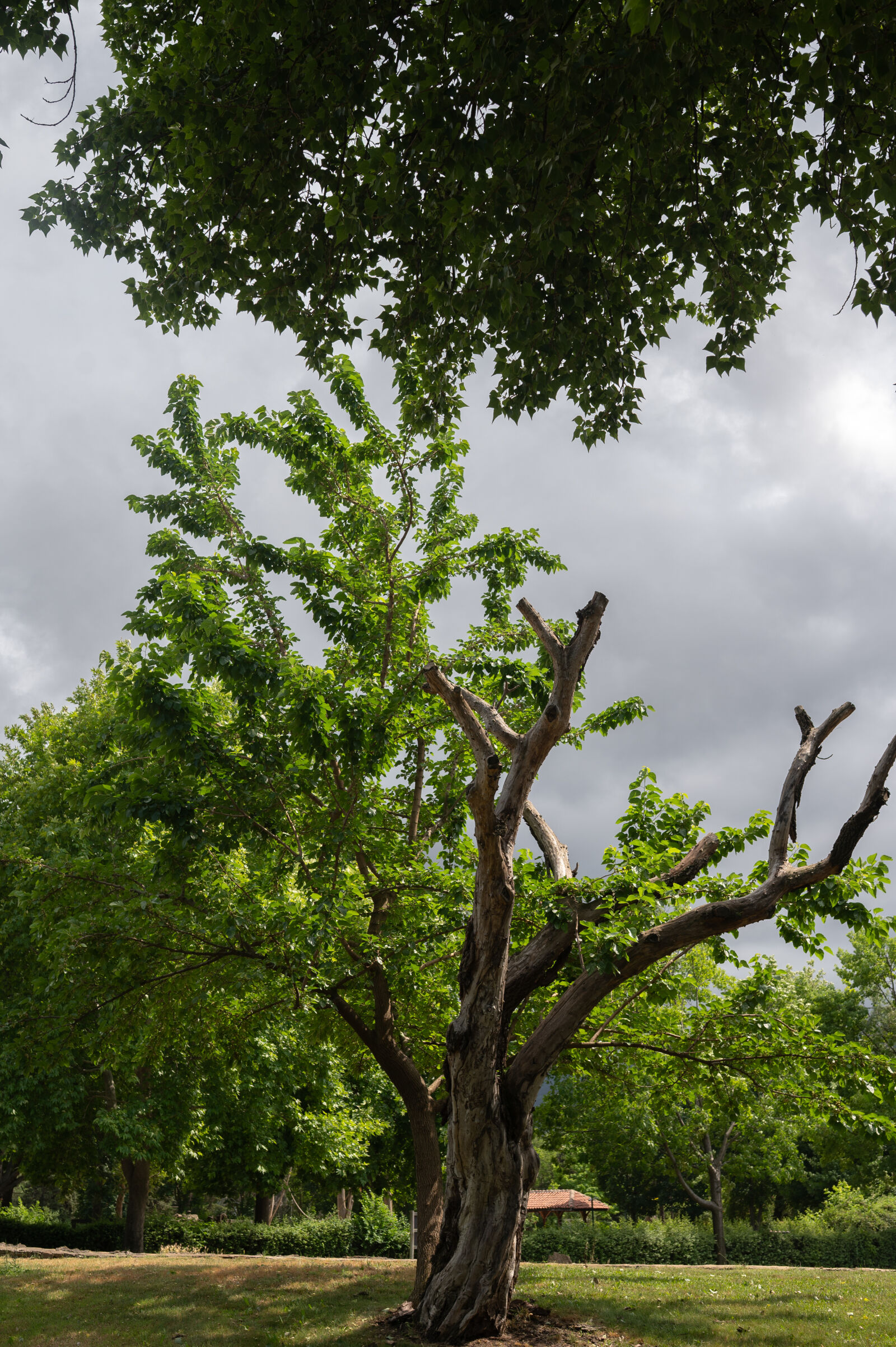 Nikon Z6 sample photo
