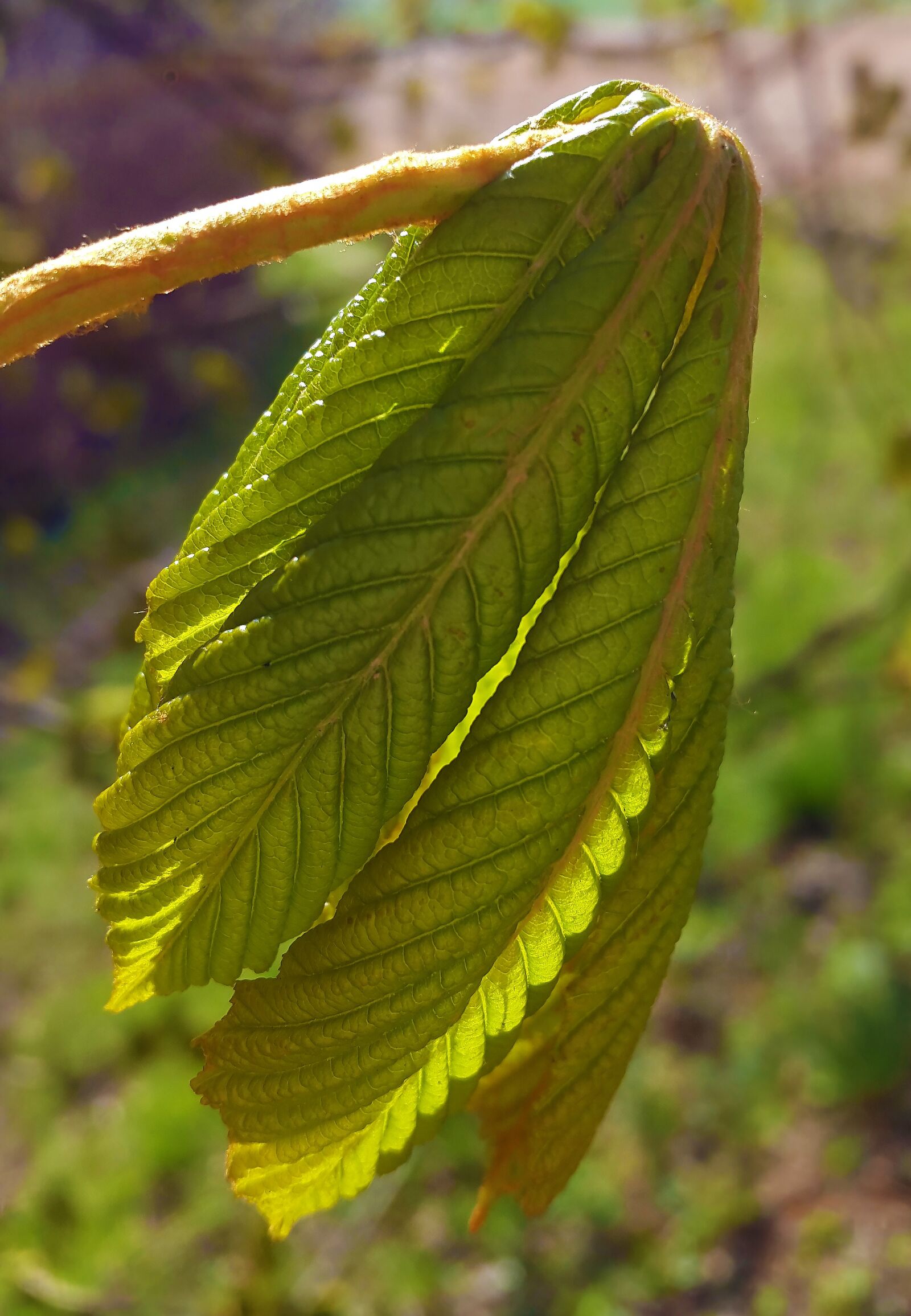Samsung Galaxy Alpha sample photo. Chestnut, leaf, chestnut leaves photography