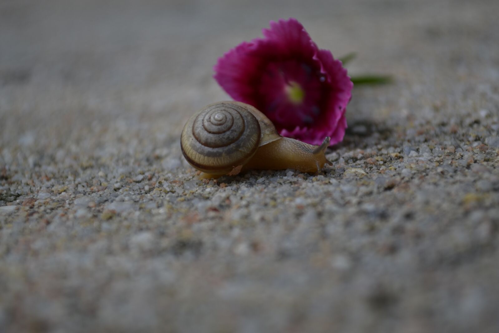Nikon D3100 sample photo. Snail, pink, shell photography