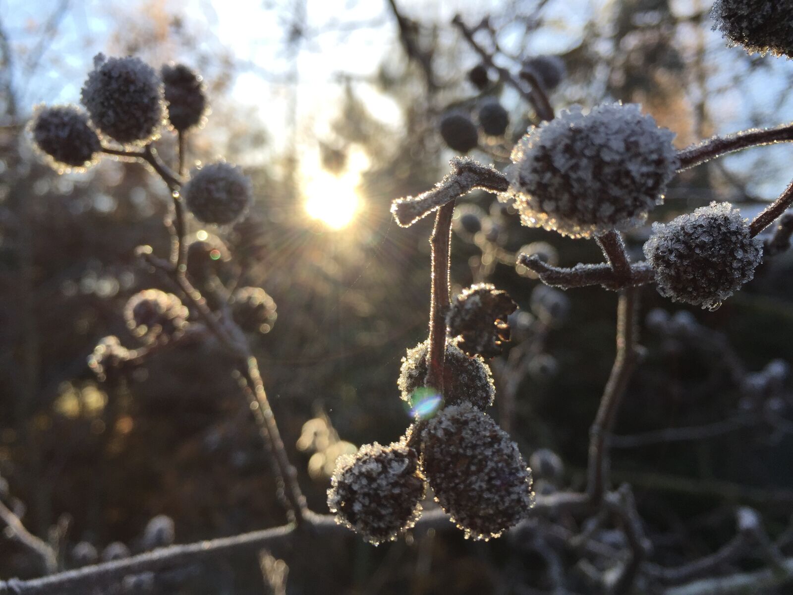 Apple iPhone 6 sample photo. Flora, nature, tree photography
