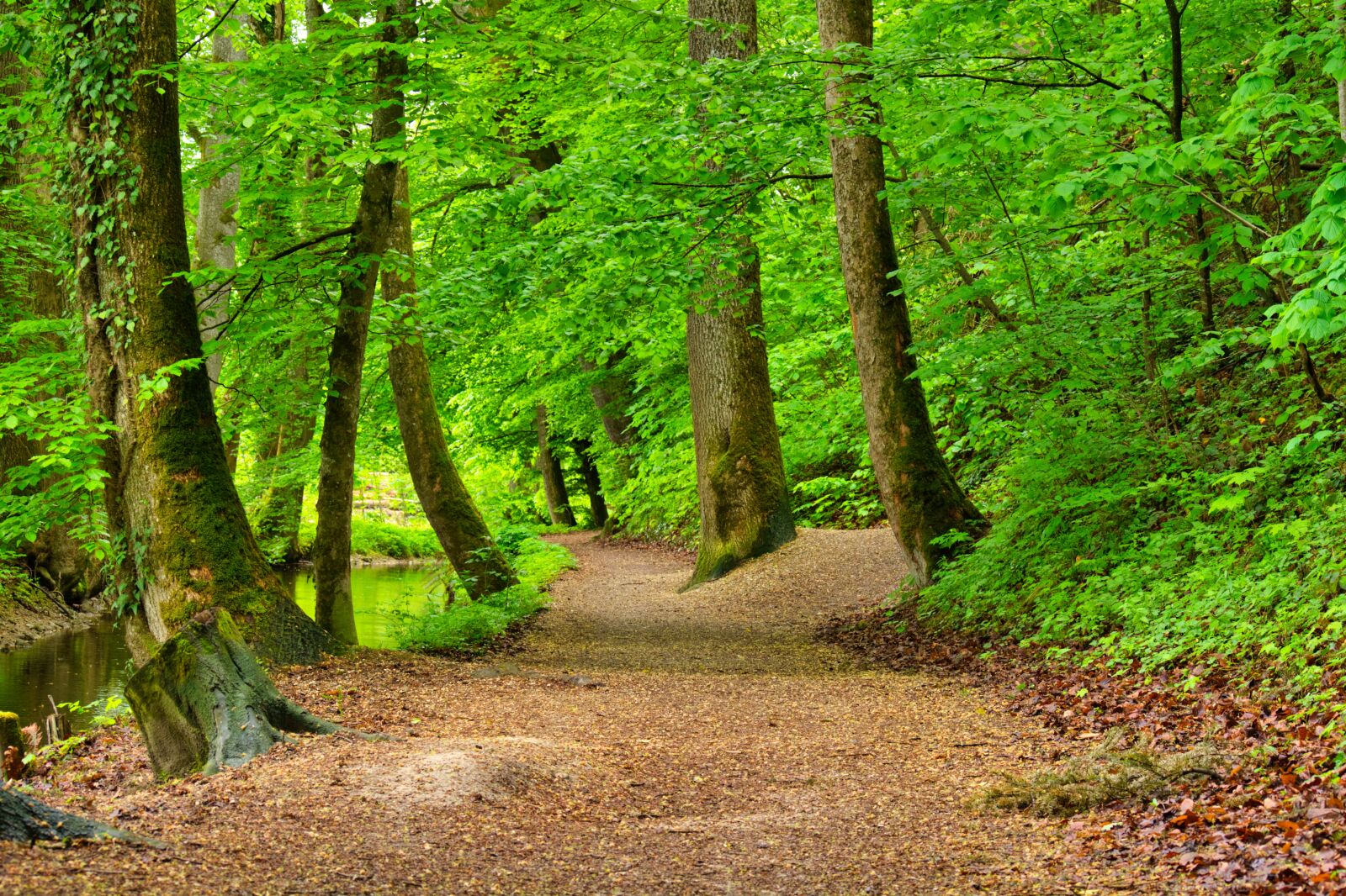 Nikon D7100 sample photo. Forest, away, forest path photography