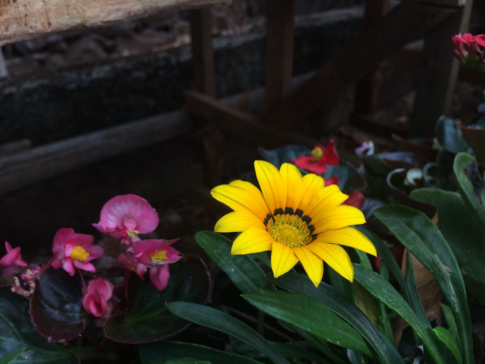 Apple iPhone 5s sample photo. Flower show, yellow, flora photography