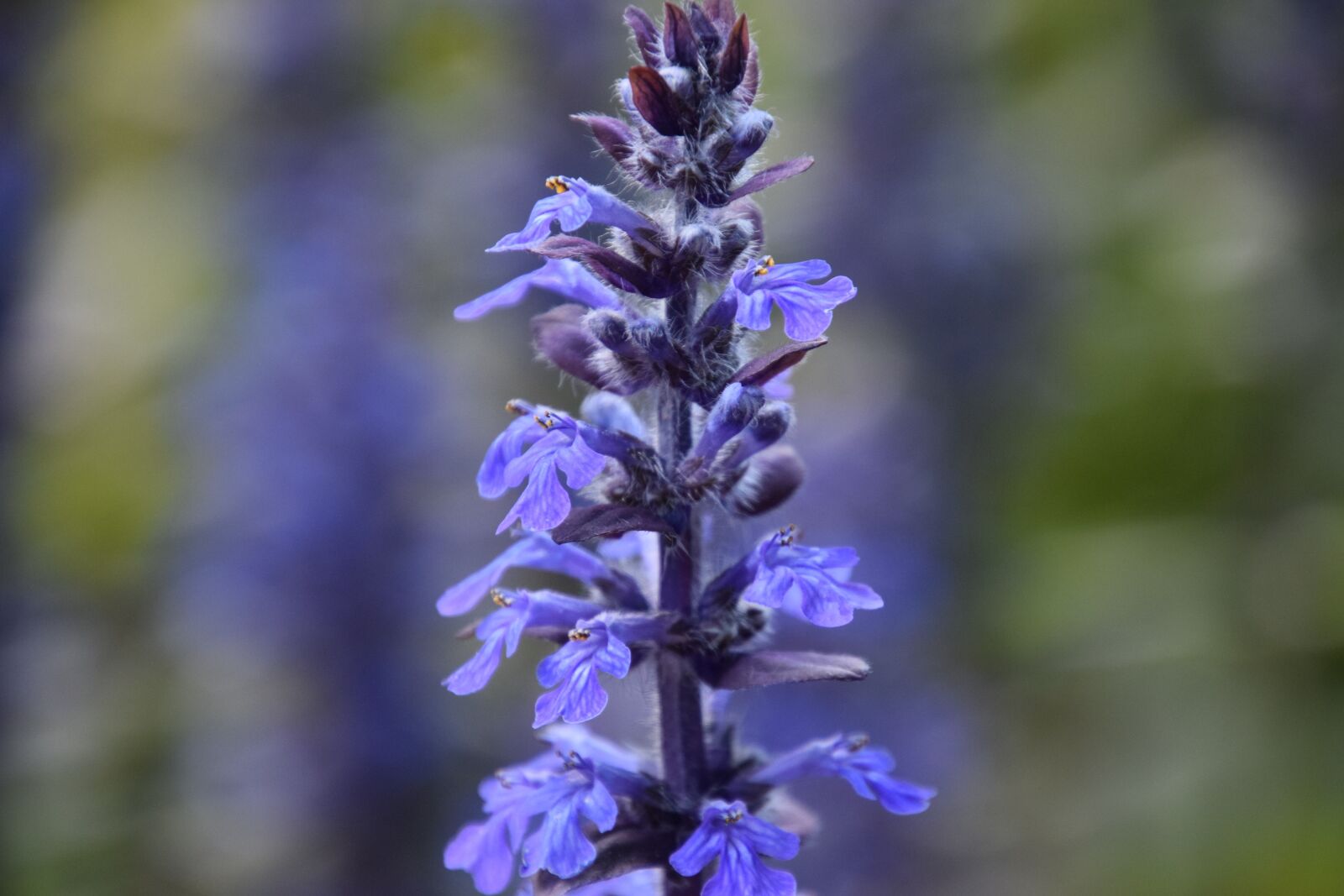 Nikon D5300 sample photo. Flower, beauty, nature photography
