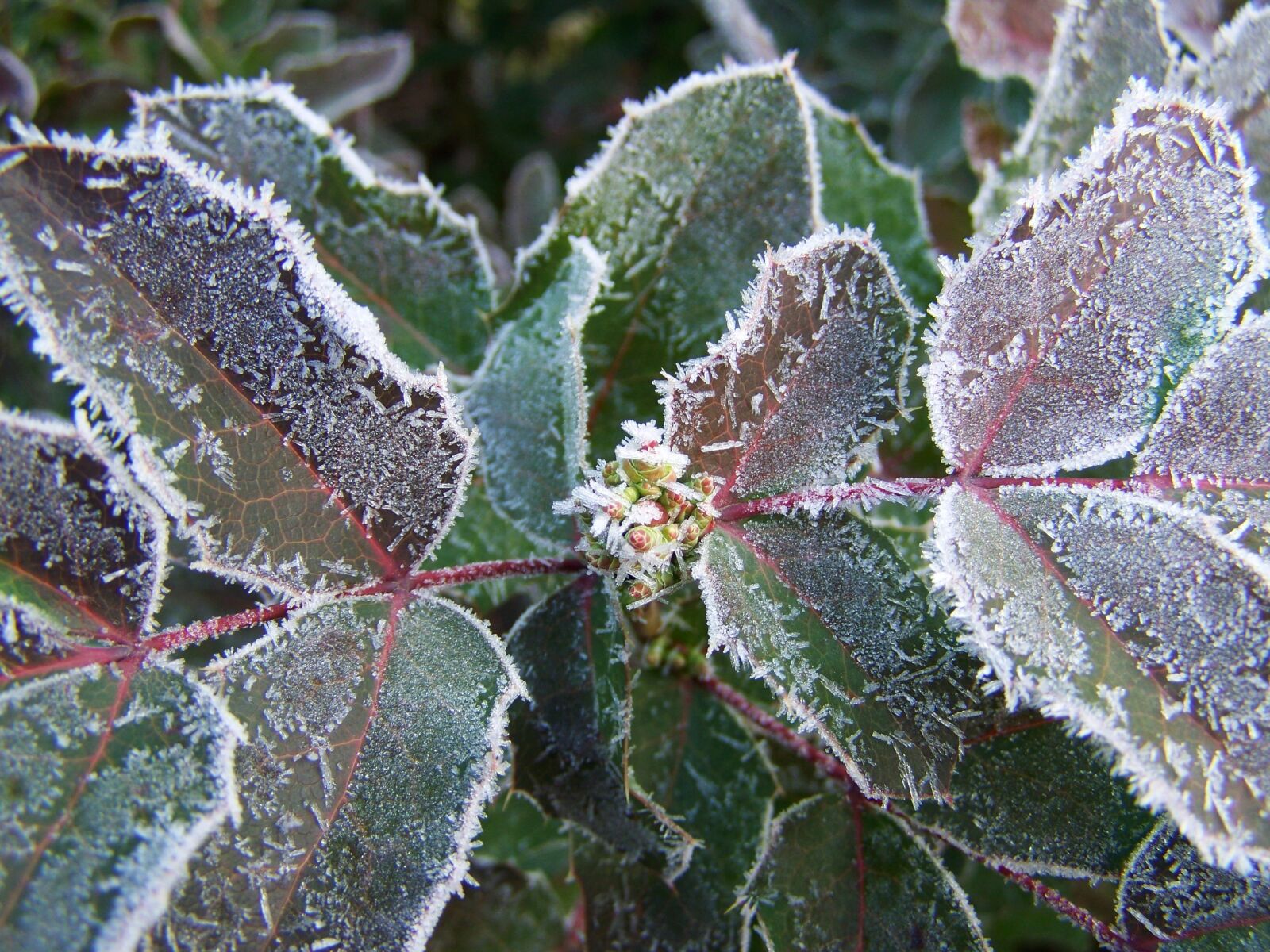 Kodak EASYSHARE ZD710 ZOOM DIGITAL CAMERA sample photo. Frost, rime, winter photography