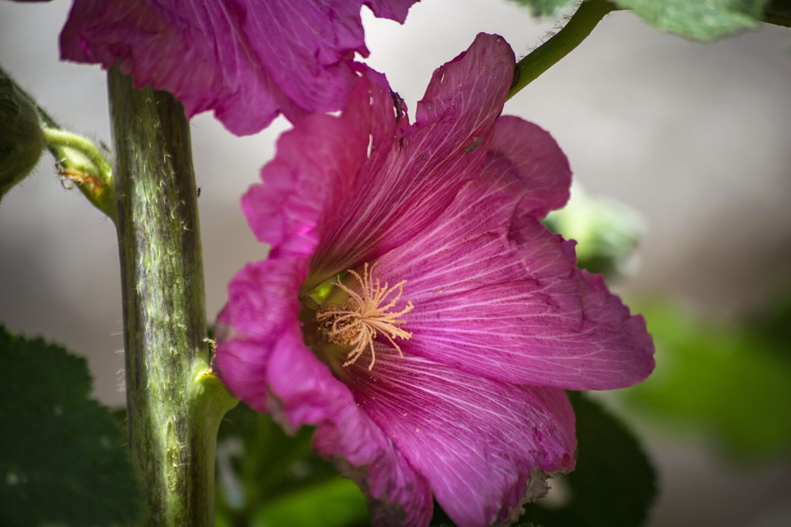 Nikon D3300 sample photo. Plant, flower, spring photography
