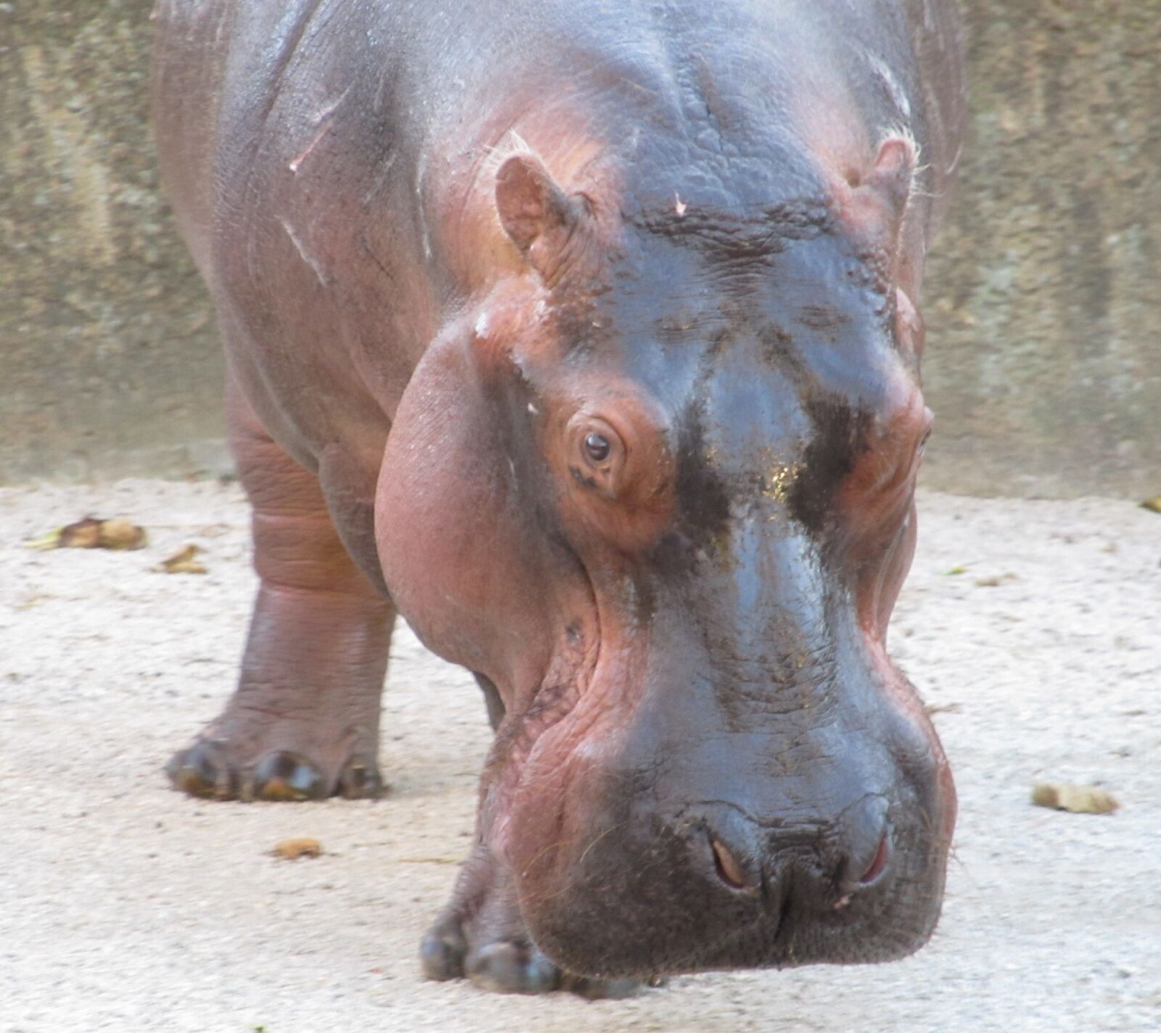 Canon PowerShot SX130 IS sample photo. Hippopotamus, hippo, portrait photography