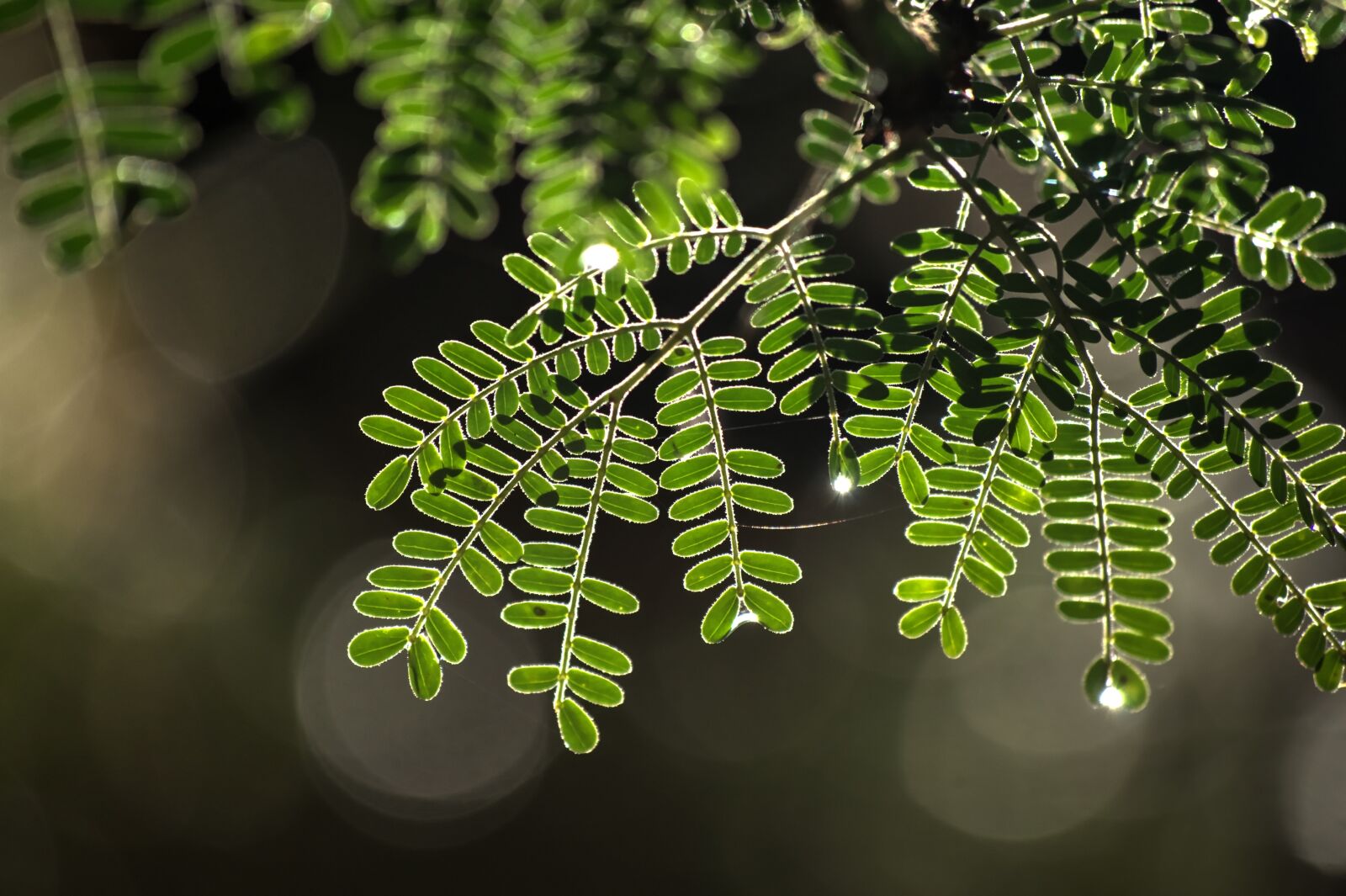 Nikon D90 sample photo. Thorn tree, new growth photography