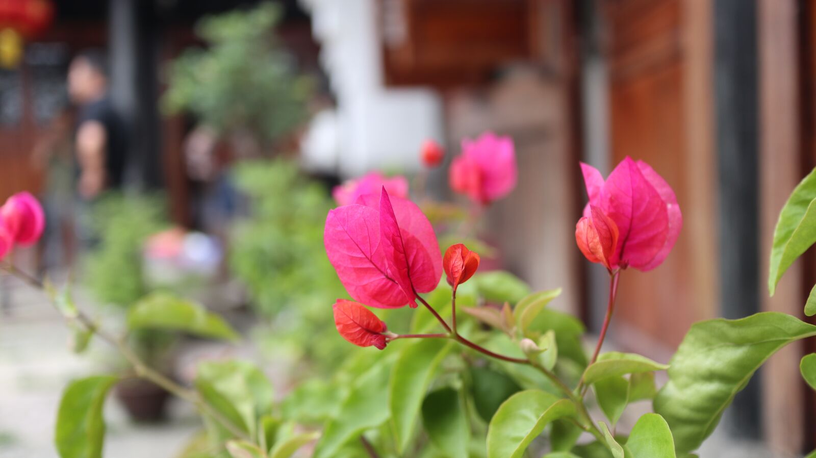 Canon EOS M6 + Canon EF-M 22mm F2 STM sample photo. Flowers, spring, zhoushan photography