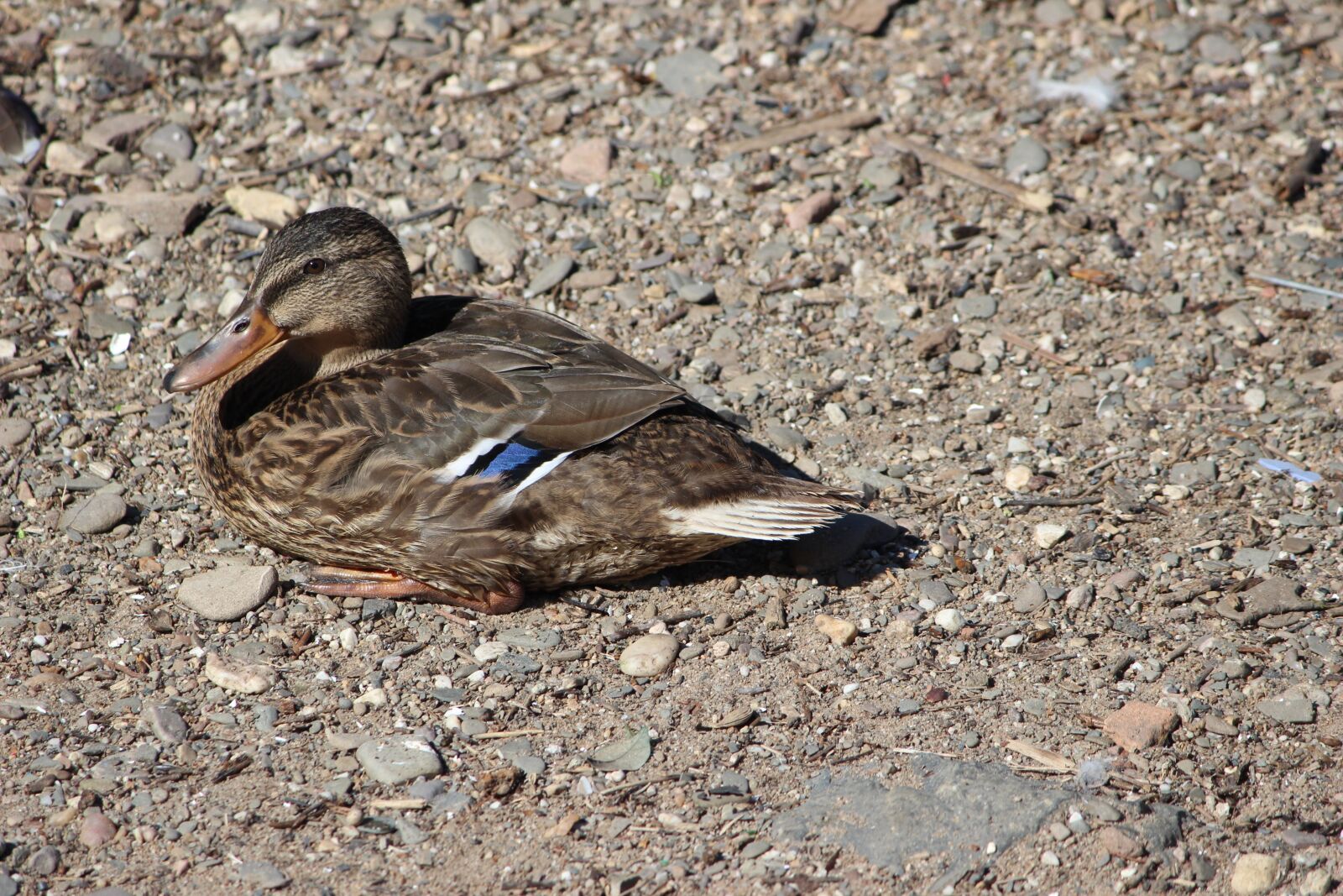 Canon EOS 600D (Rebel EOS T3i / EOS Kiss X5) sample photo. Bird, nature, animal world photography