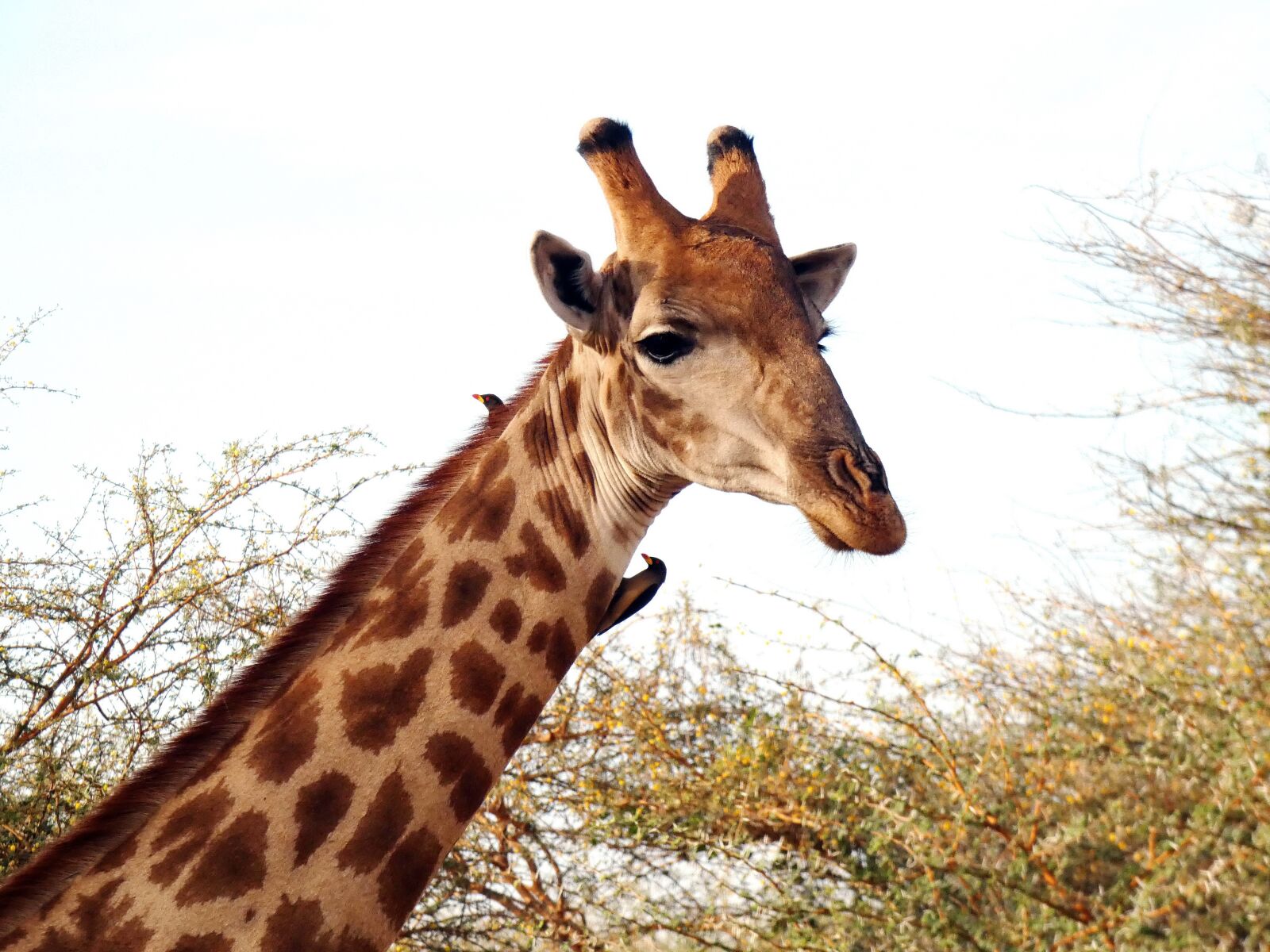 Panasonic Lumix DC-FZ80 (Lumix DC-FZ82) sample photo. Giraffe, giraffa camelopardalis, ungulate photography