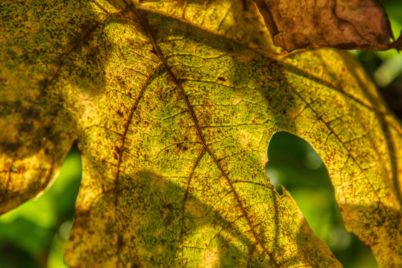 Nikon D750 sample photo. Wine leaf, evening sun photography