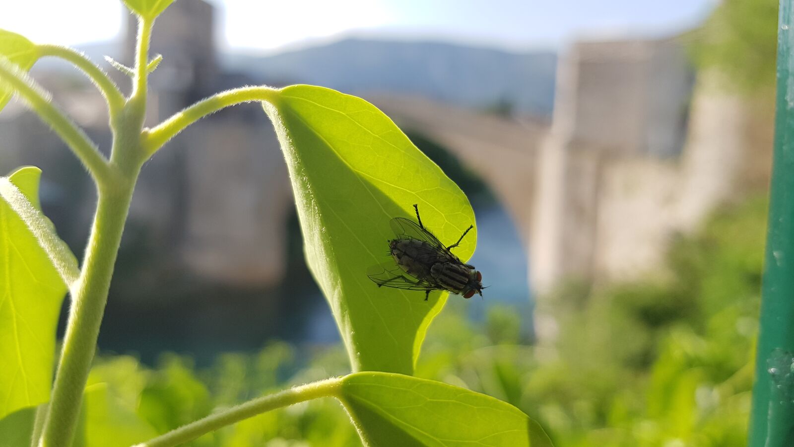 Samsung Galaxy Note Fan Edition sample photo. Fly, insect, animal photography