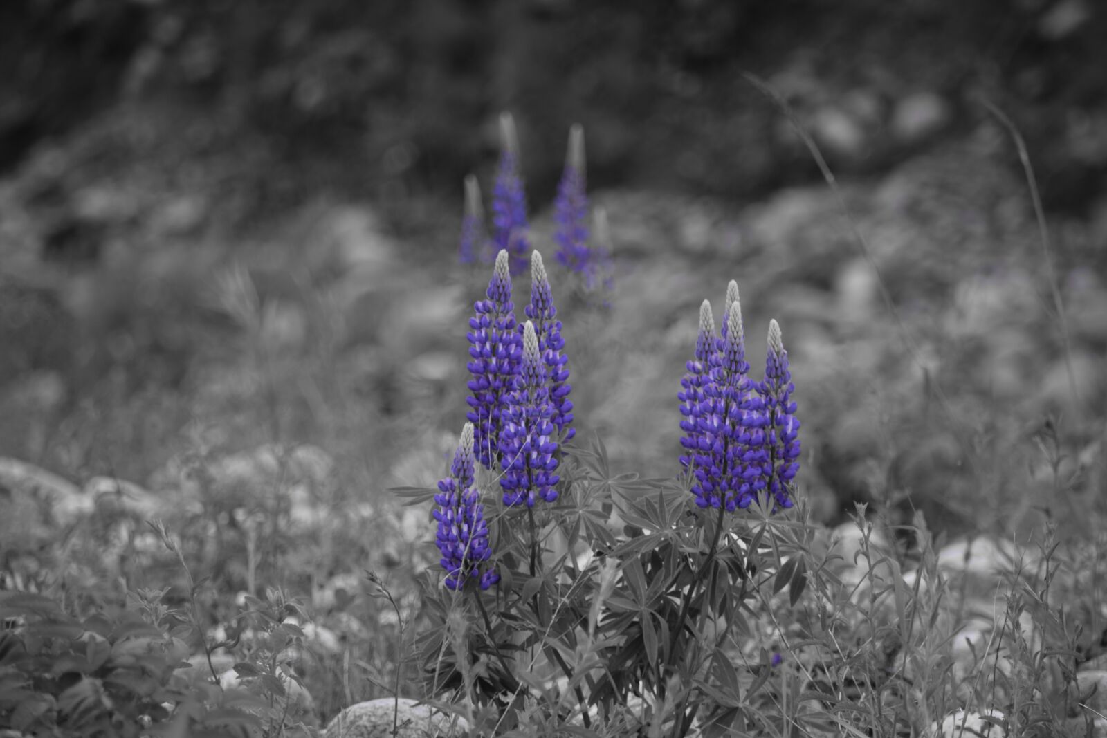 Nikon D5300 sample photo. Grey, purple, lupins photography