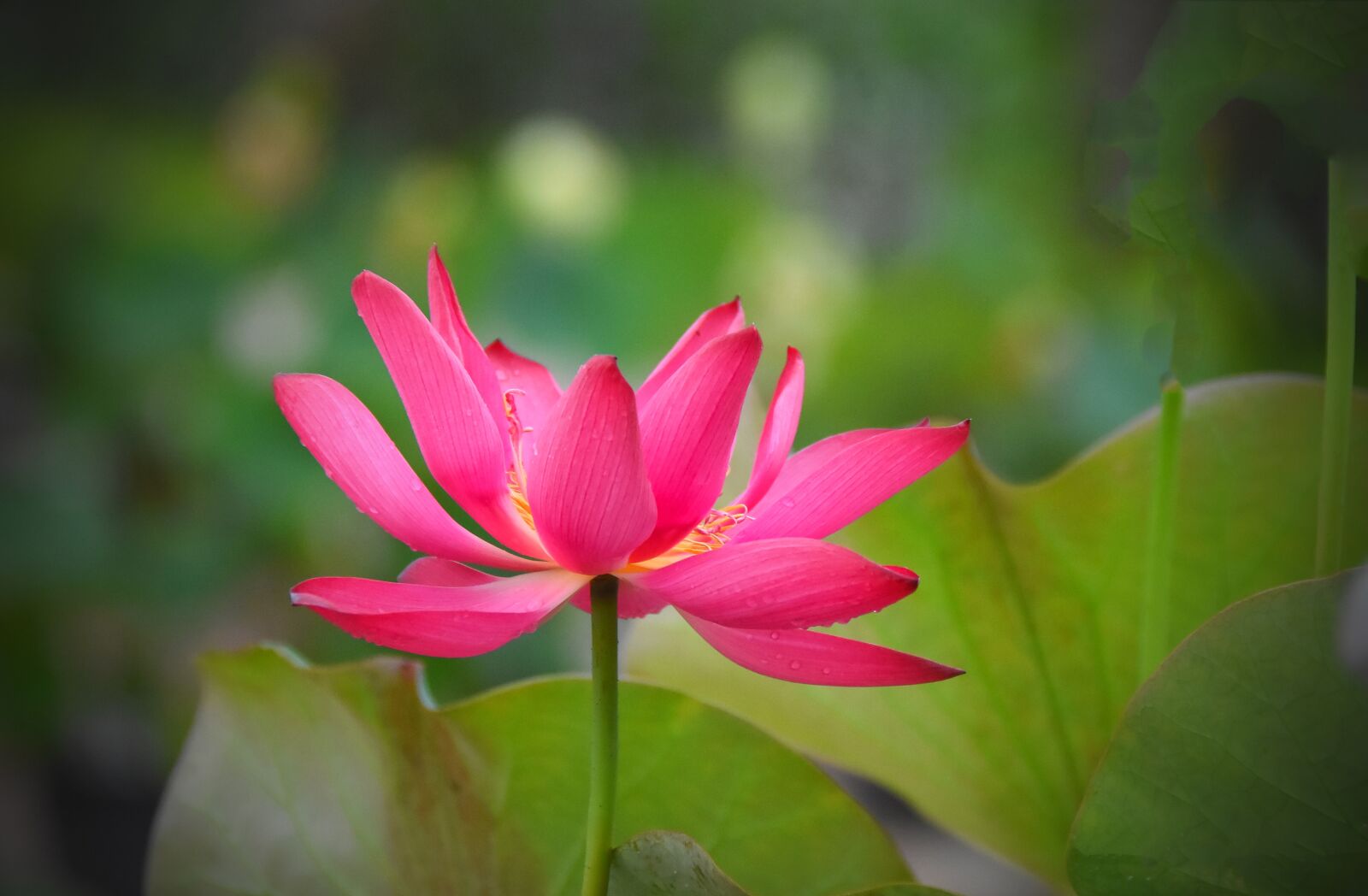 Nikon D7200 sample photo. Flower, lotus, petals photography