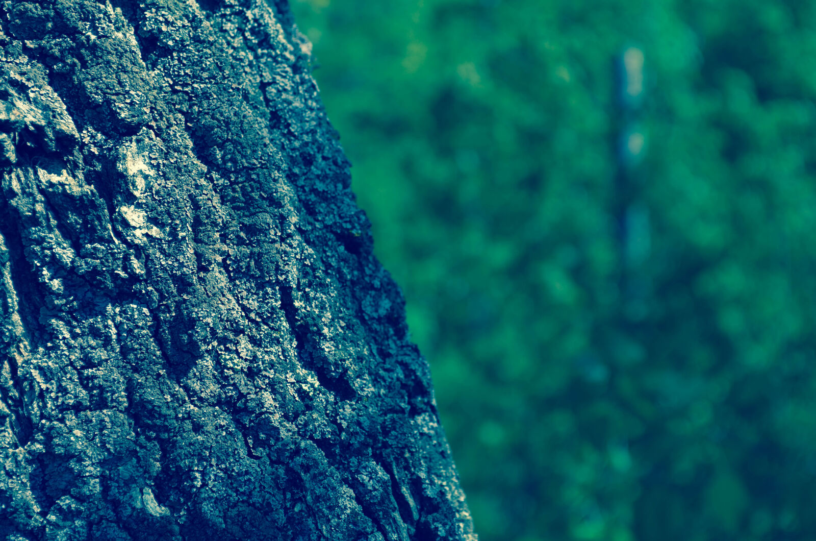 Nikon D5100 sample photo. Close, up, of, tree photography