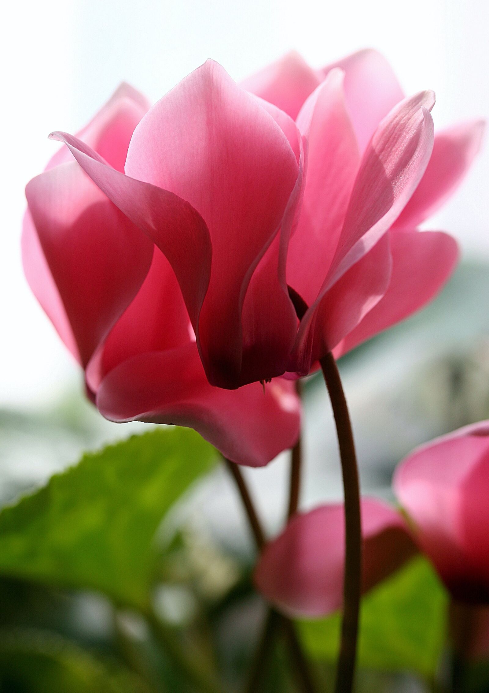 Canon EOS 20D sample photo. Cyclamen, pink, flower photography
