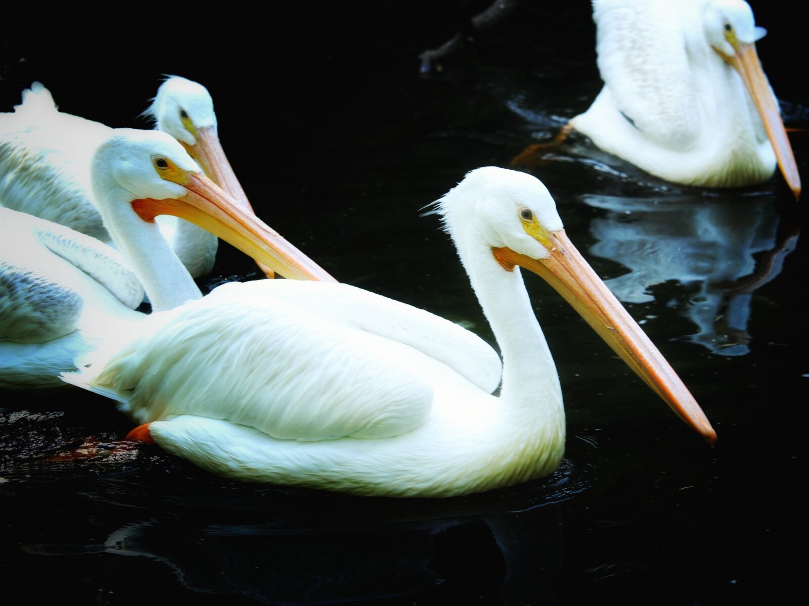 Canon EOS 1300D (EOS Rebel T6 / EOS Kiss X80) sample photo. Pelicans, floating, water photography