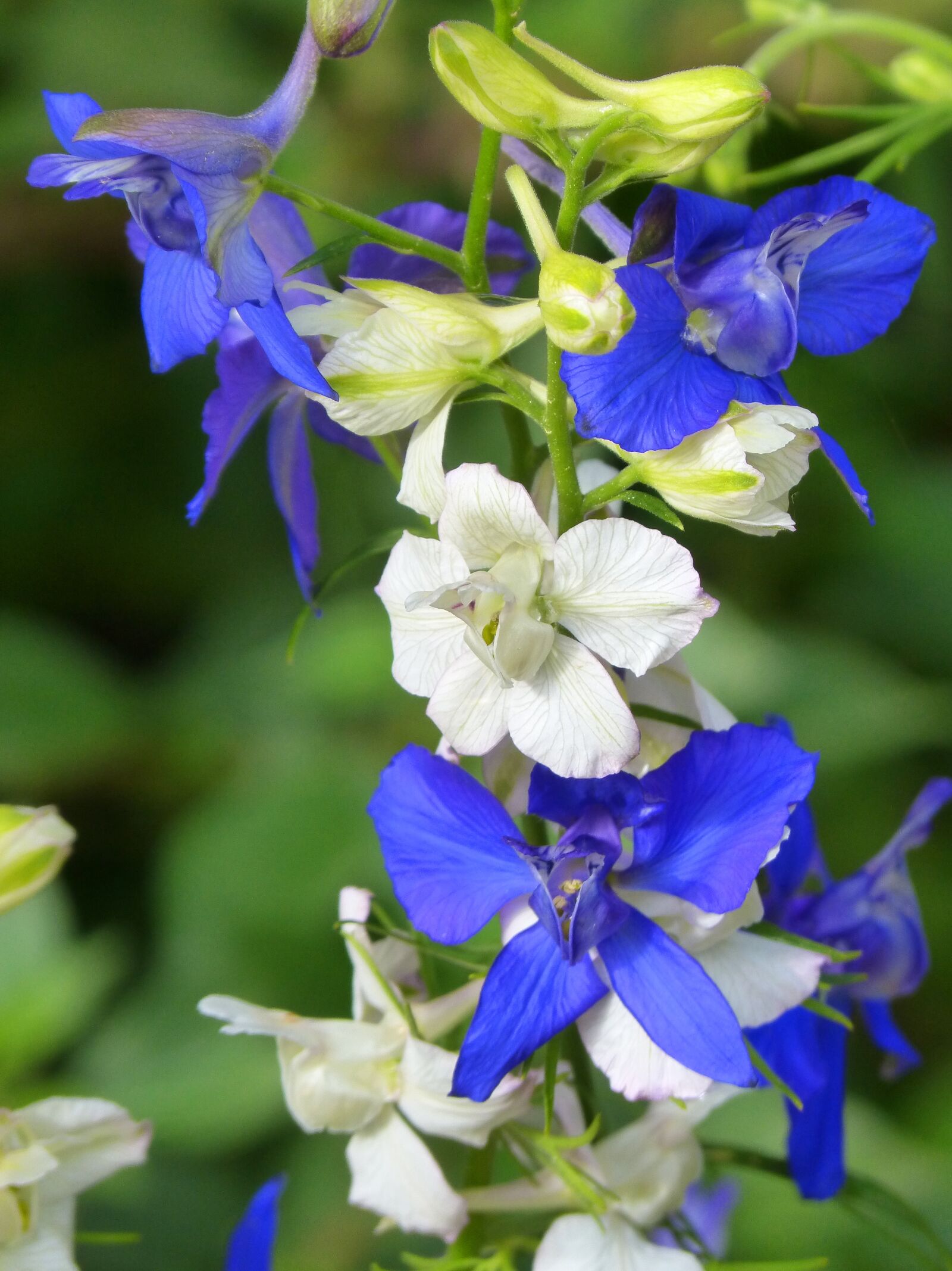 Panasonic DMC-FZ62 sample photo. Flowers, snapdragon, conillets photography