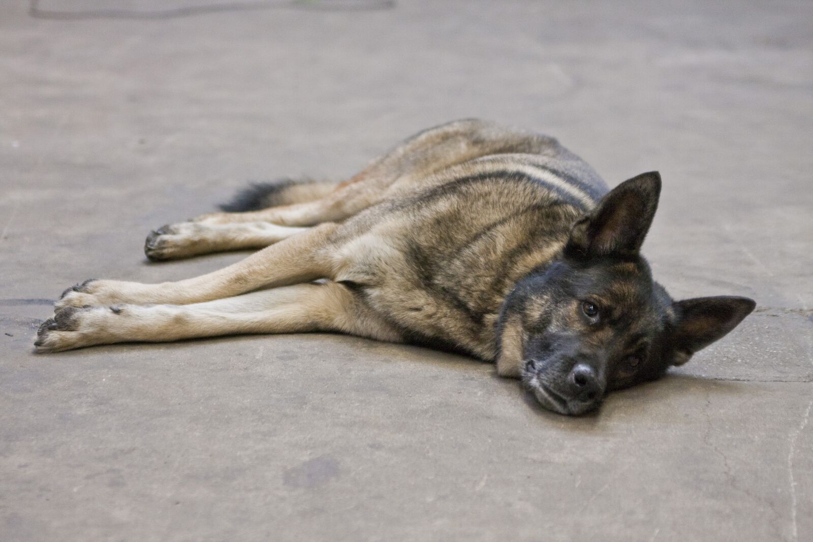 Canon EOS 40D sample photo. Dog, husky, shepherd photography